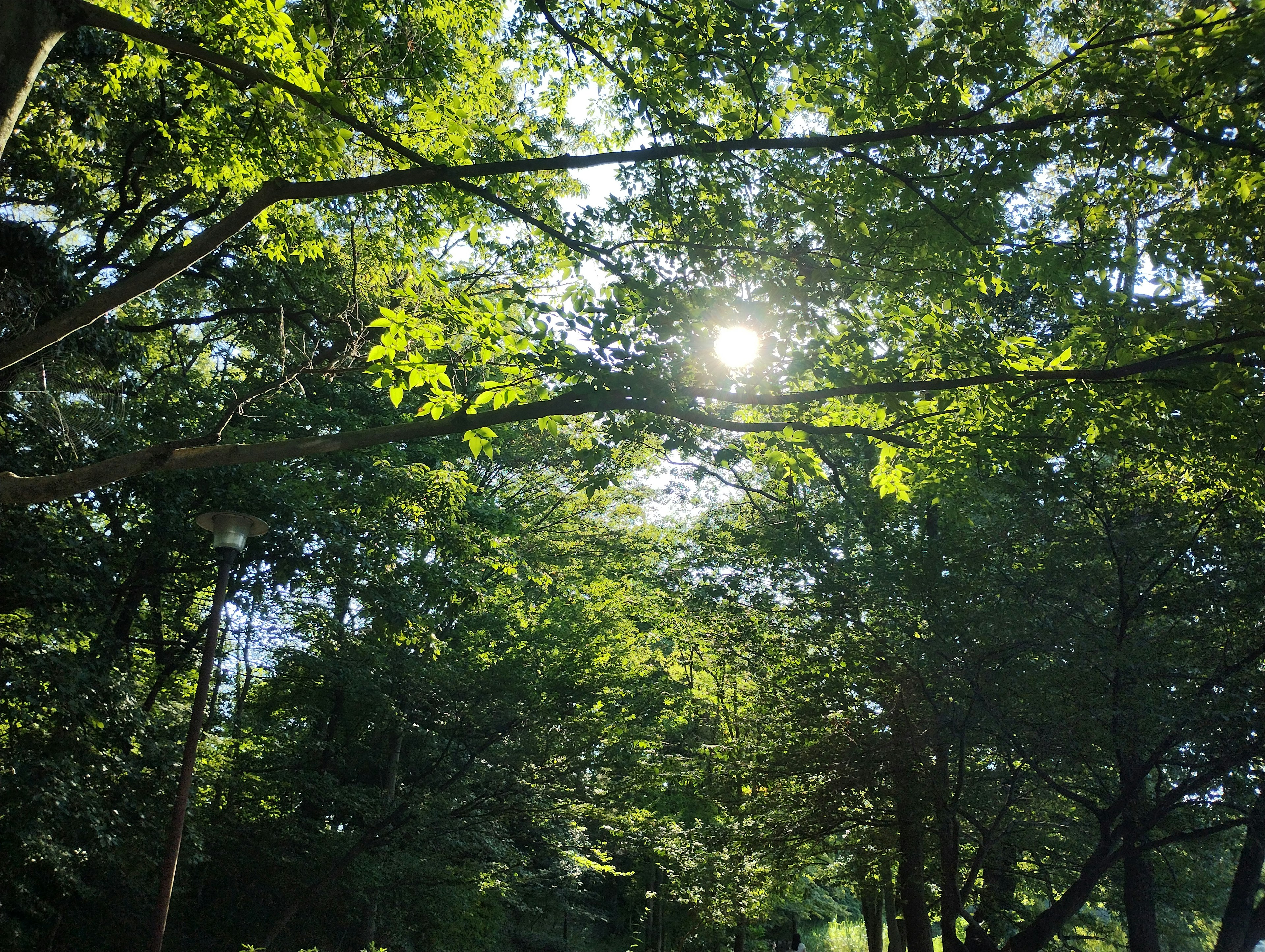 Sonnenlicht, das durch grüne Bäume scheint