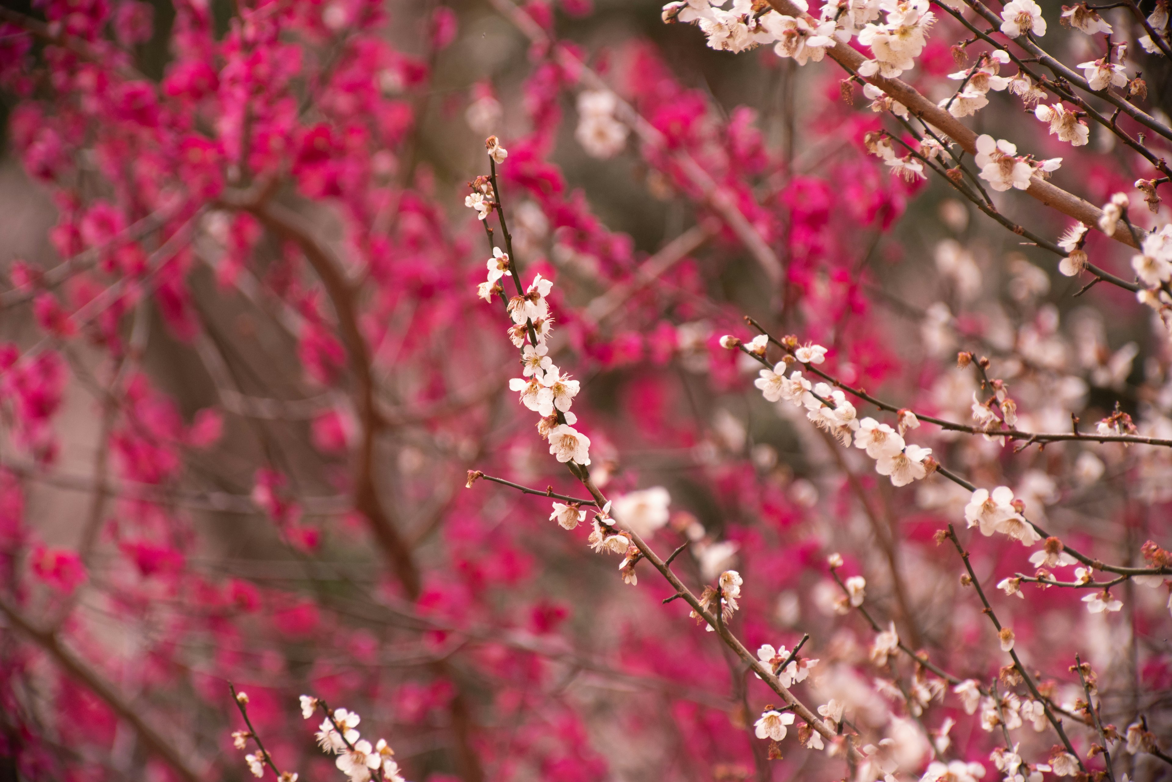 Close-up of branches with pink and white blooming flowers