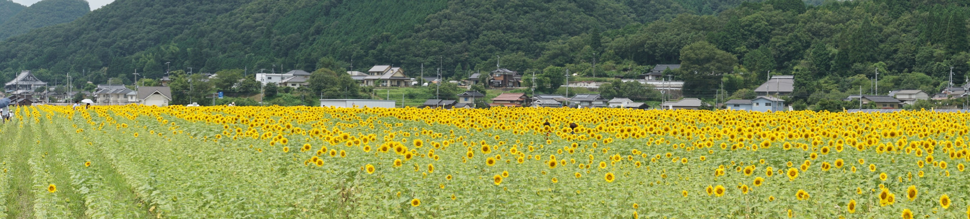 广阔的农田盛开着黄色花朵 背景是山脉和一个村庄