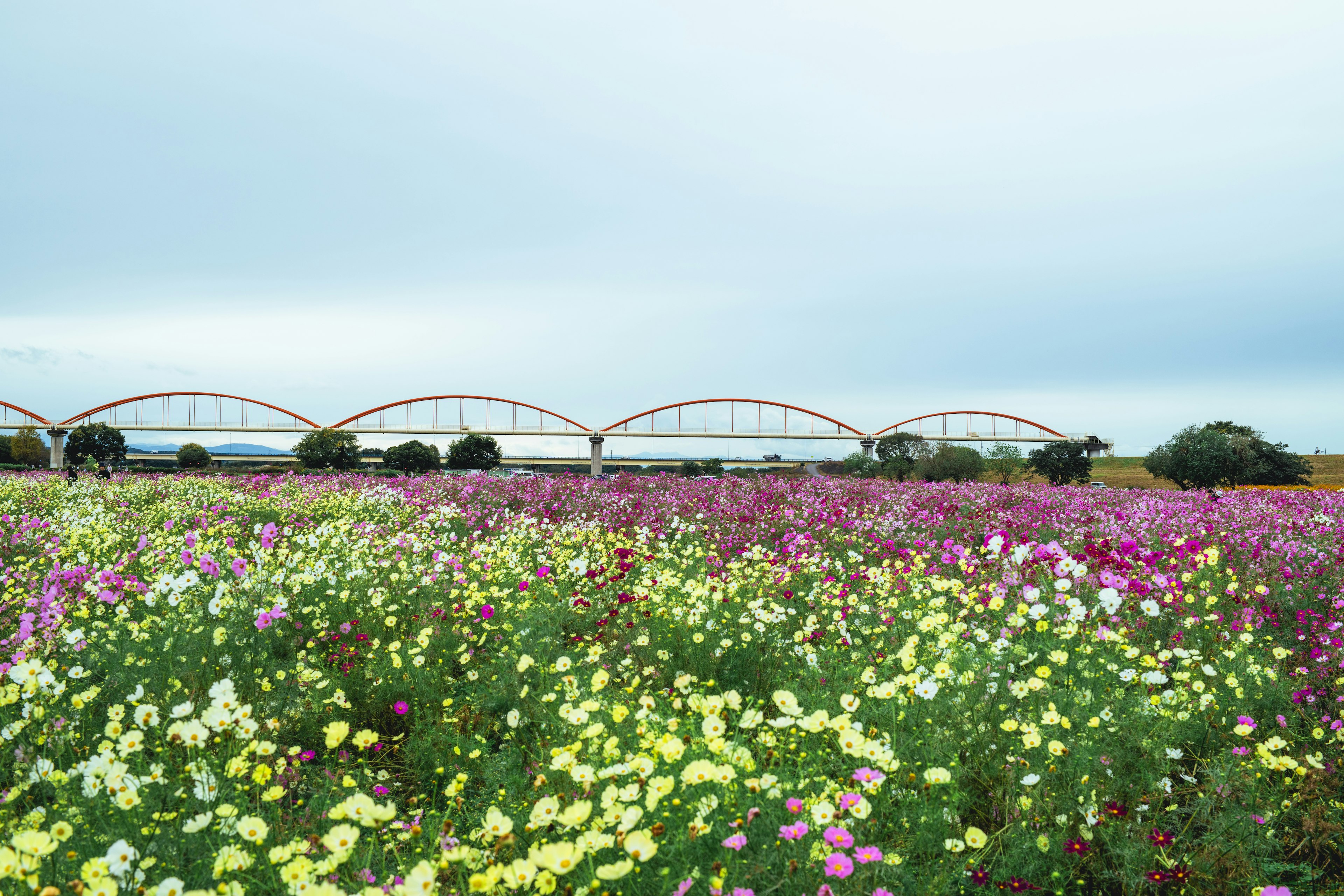 色とりどりの花が咲く広大な花畑とその背後にかかる美しい橋