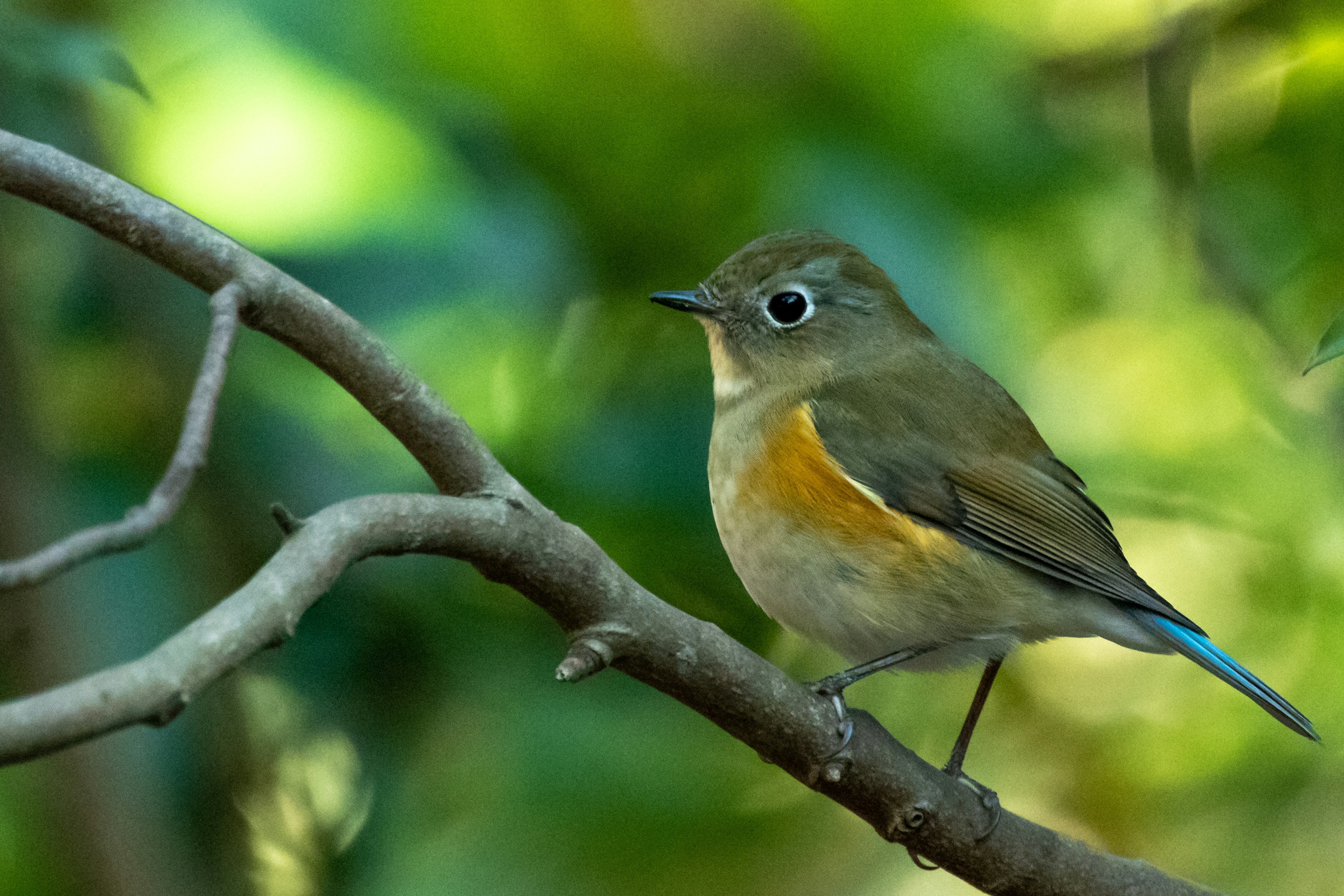 Un piccolo uccello con una coda blu appollaiato su un ramo con uno sfondo verde