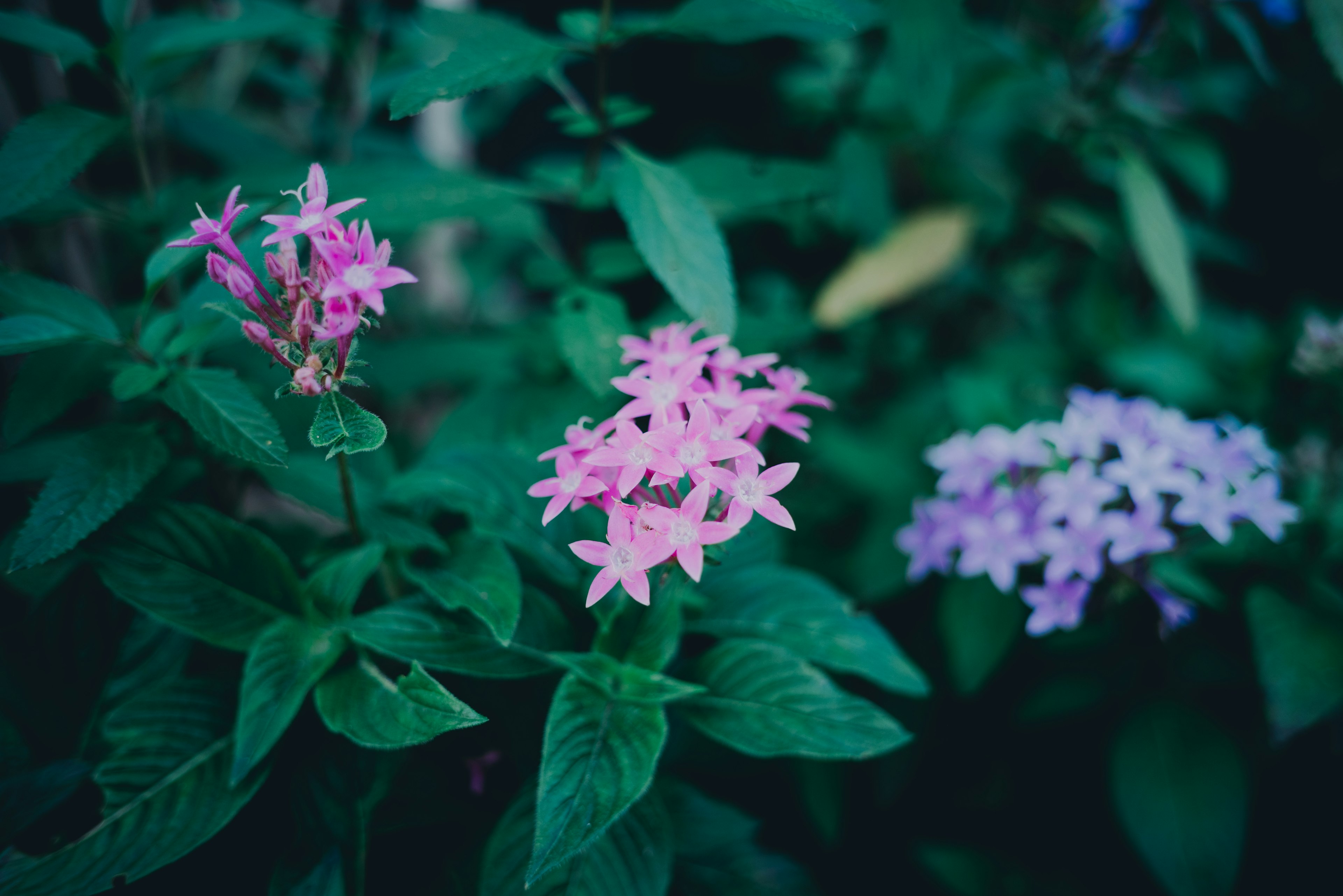 緑の葉に囲まれたピンクと紫の花が咲いている