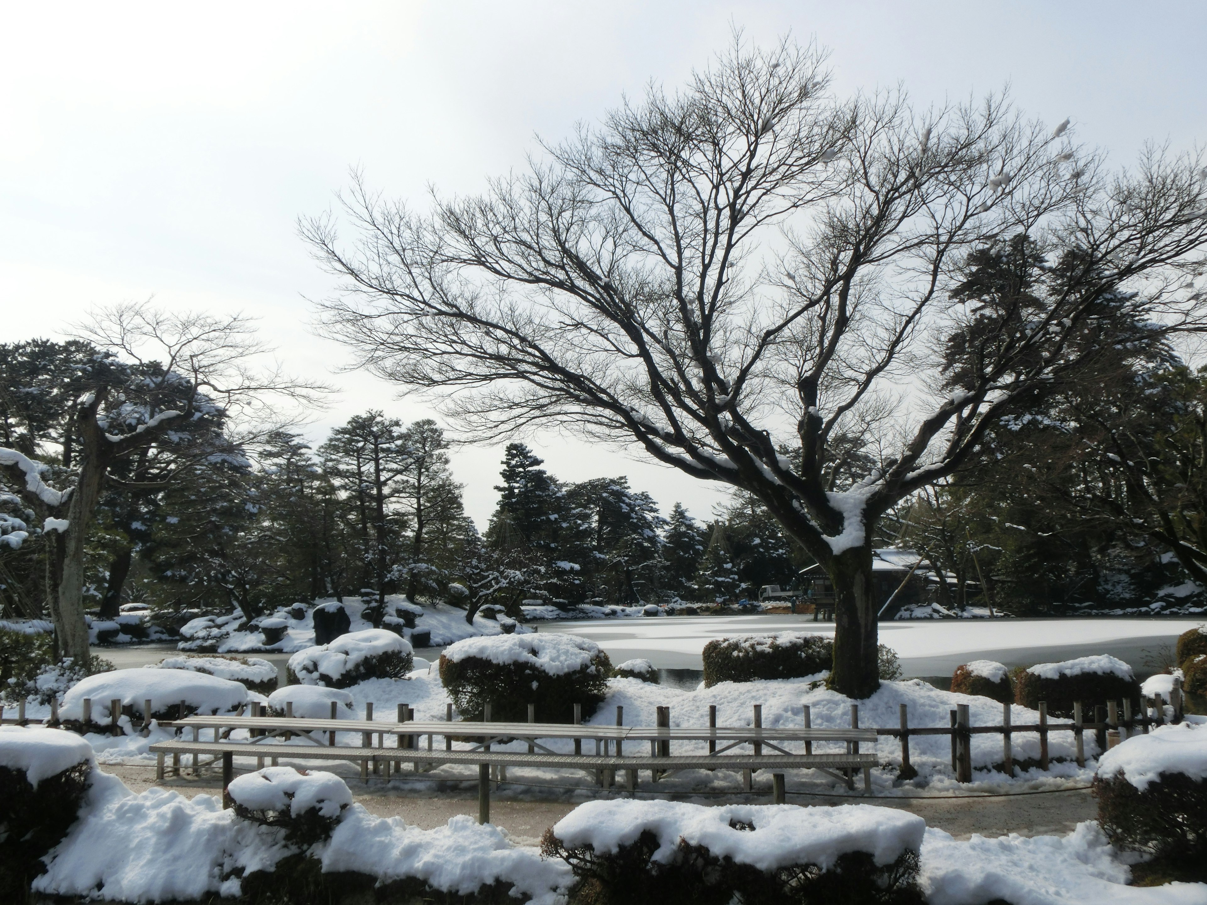 Paisaje de jardín cubierto de nieve con un árbol desnudo y arbustos cubiertos de nieve