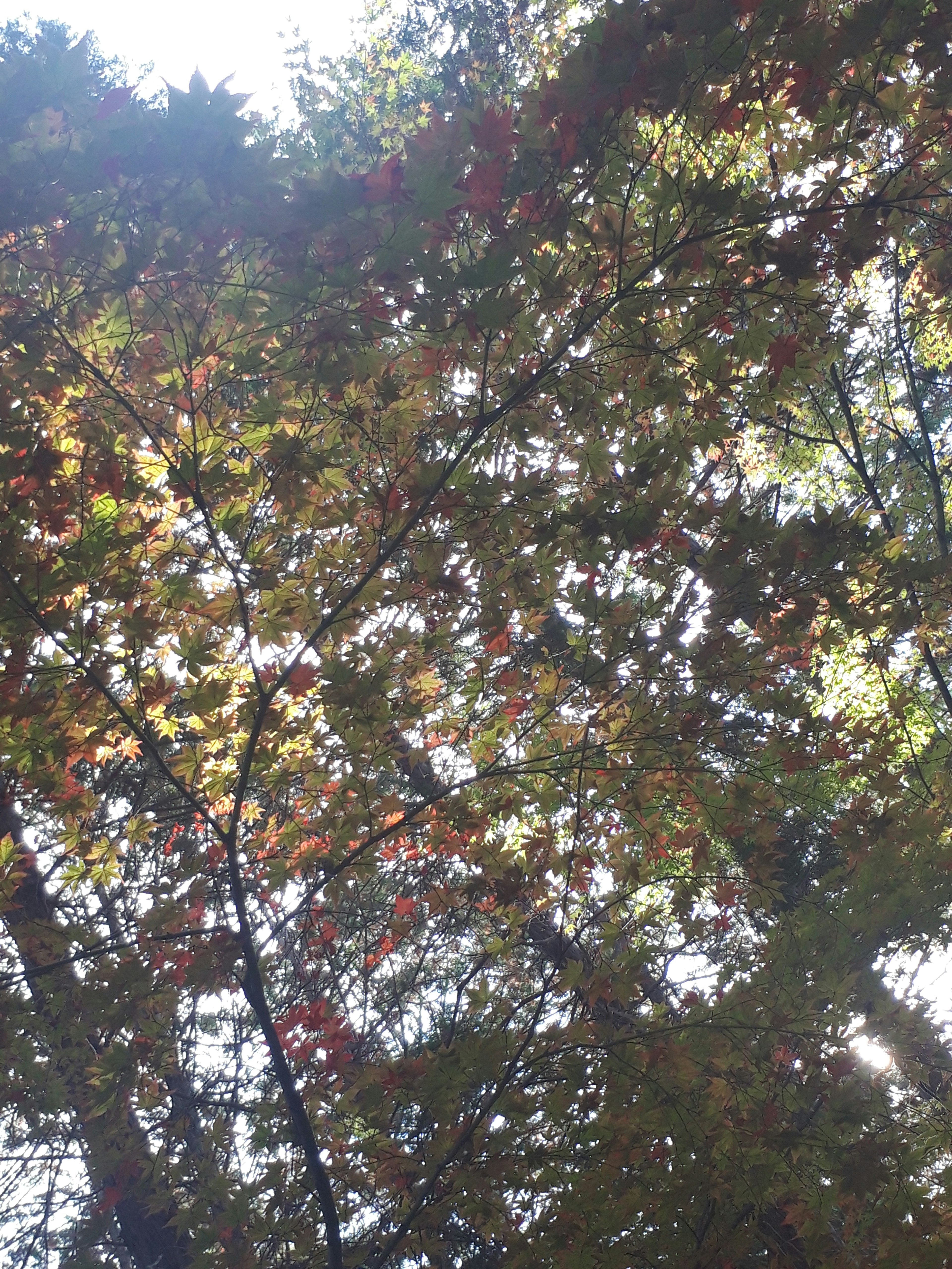 Colorful autumn leaves against a blue sky