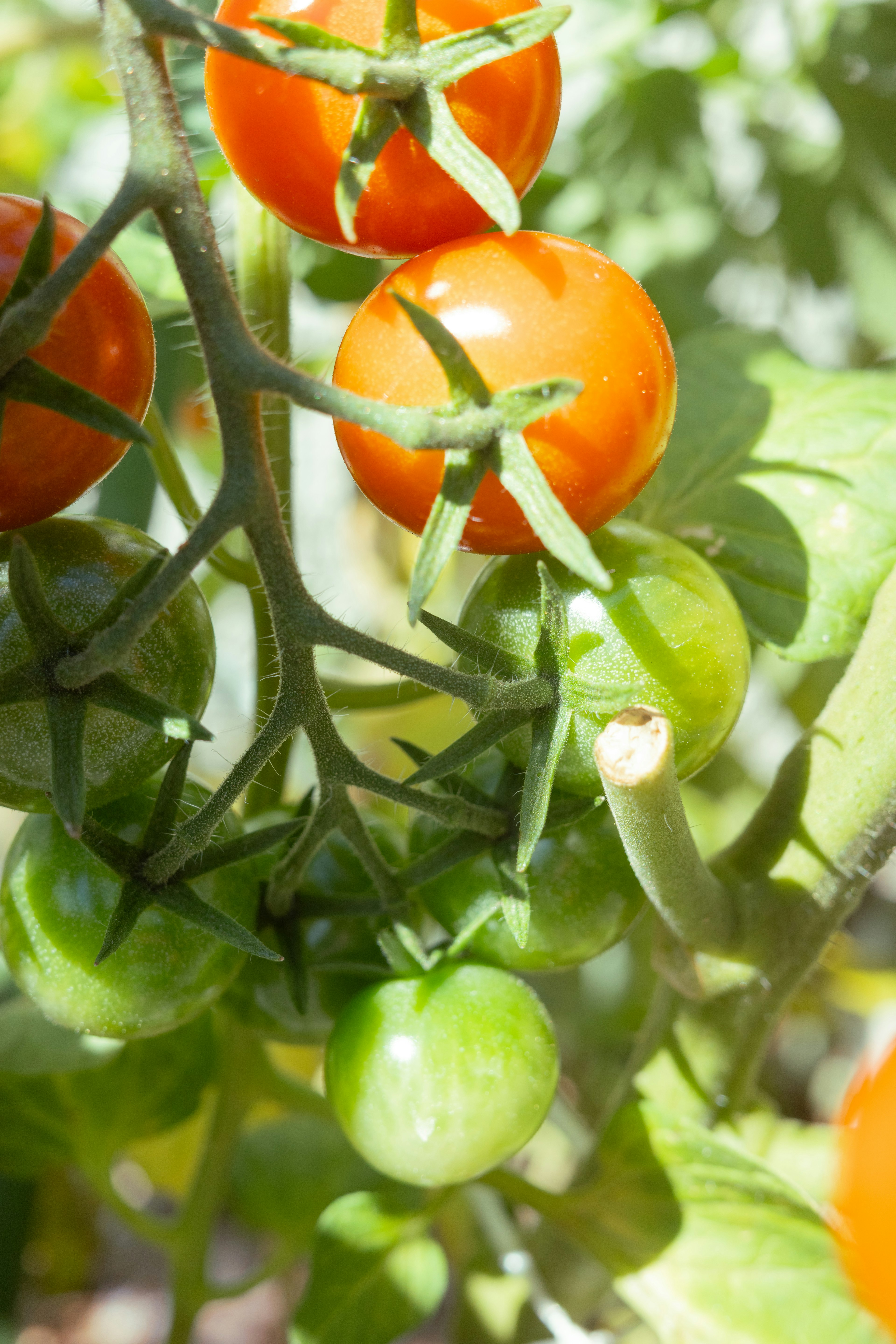 Tomates cherry naranjas y verdes colgando de la planta