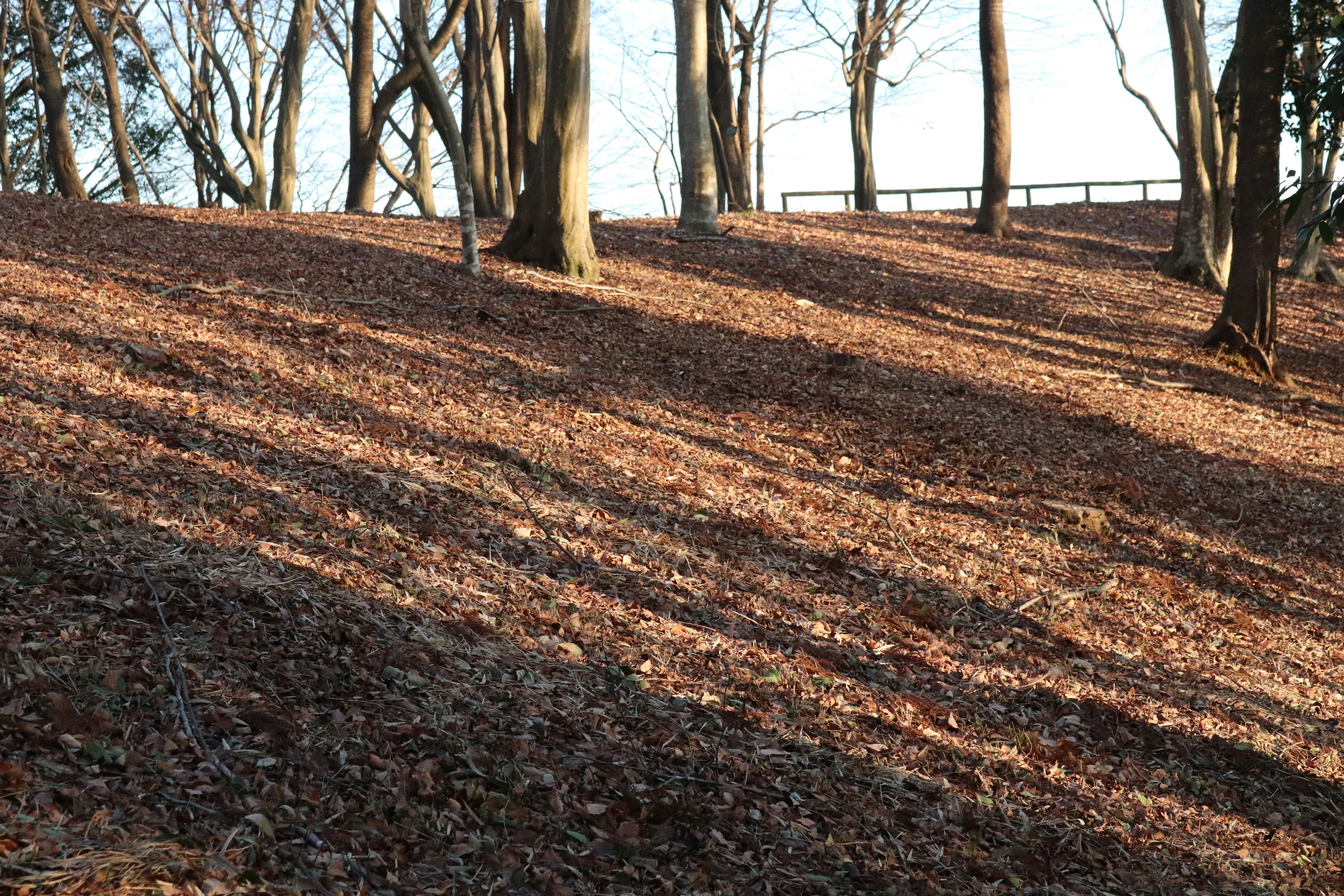 Sloping ground covered with autumn leaves and silhouettes of trees