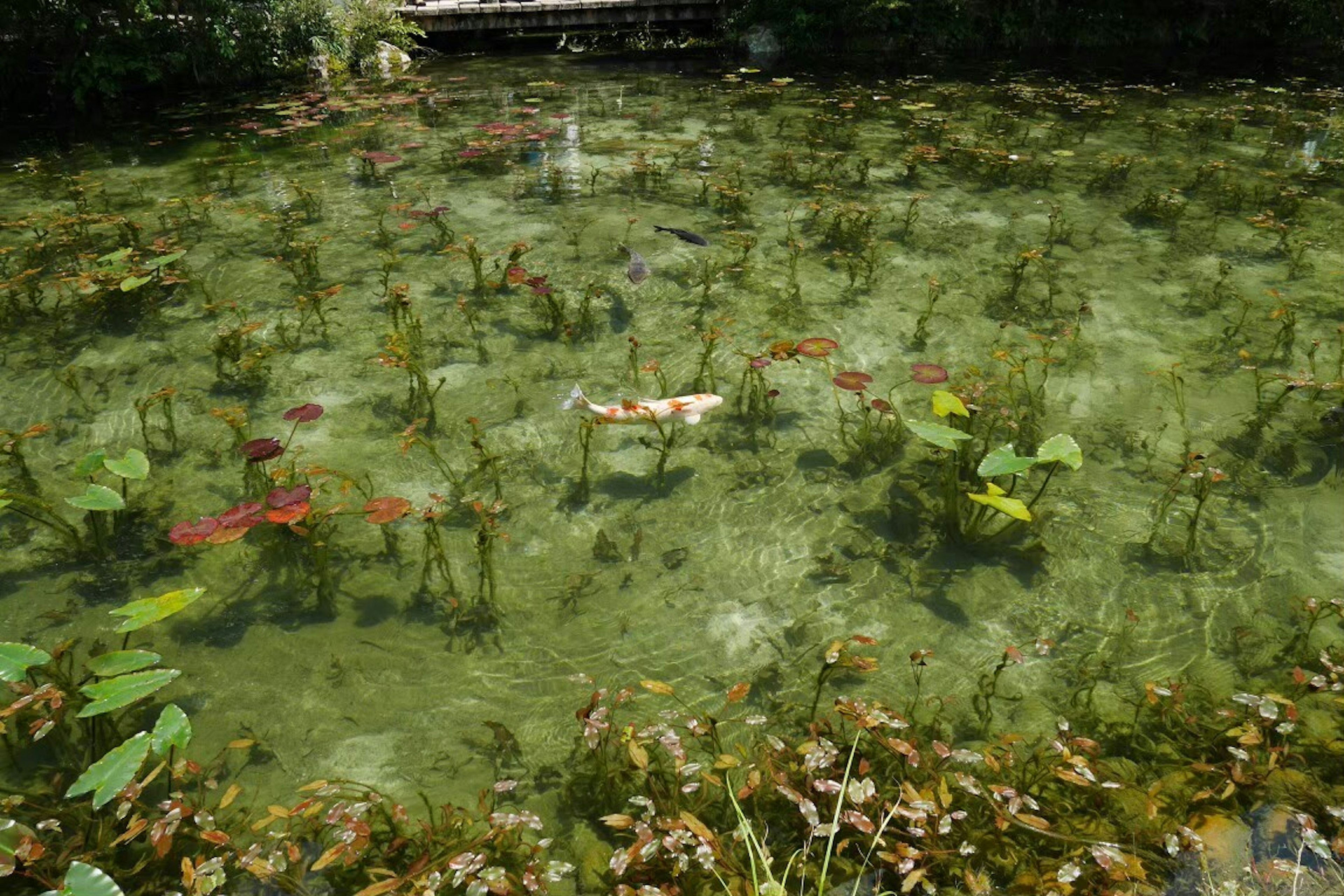 A pond scene with floating water lilies and green leaves