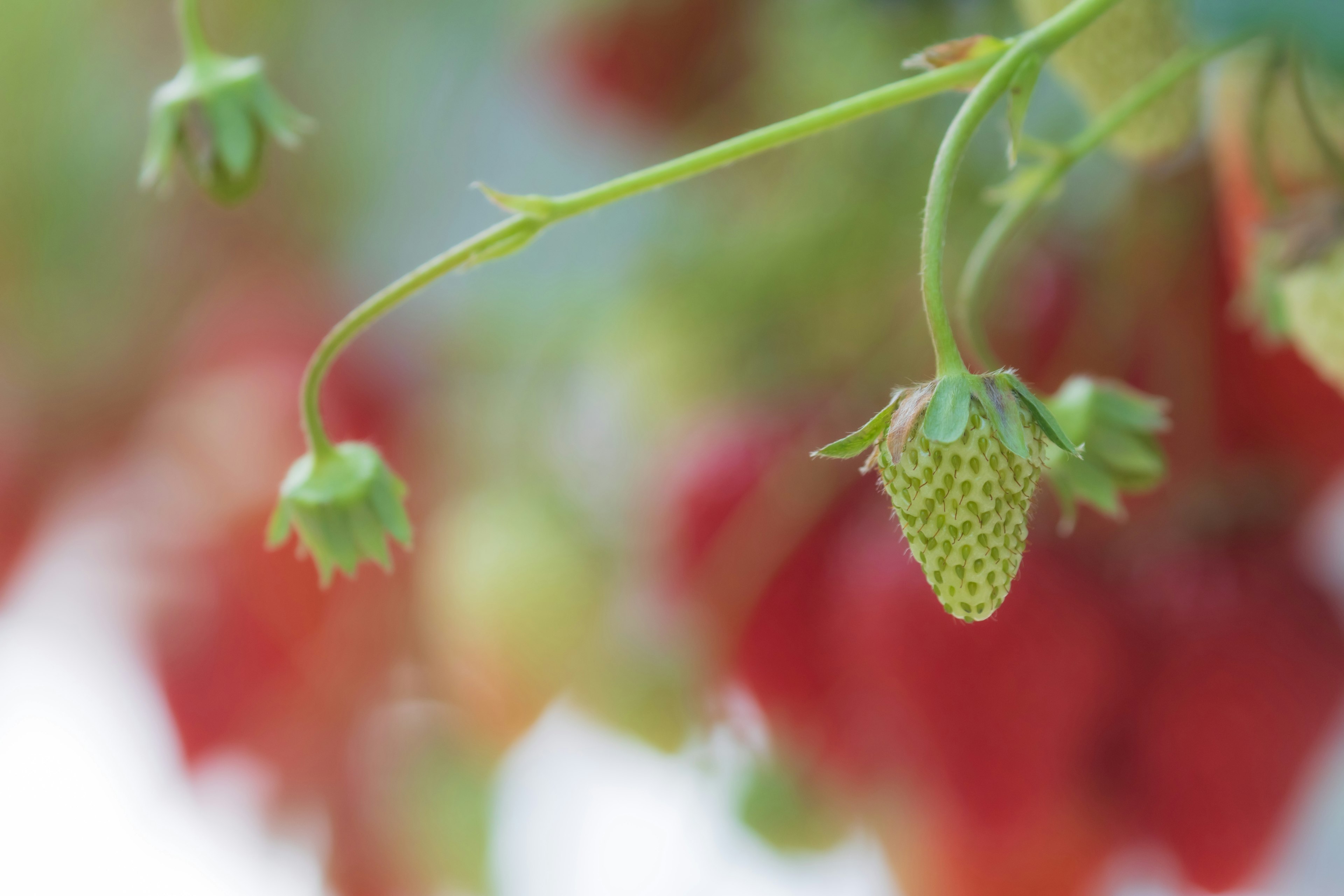 Green strawberry flower hanging near red strawberries