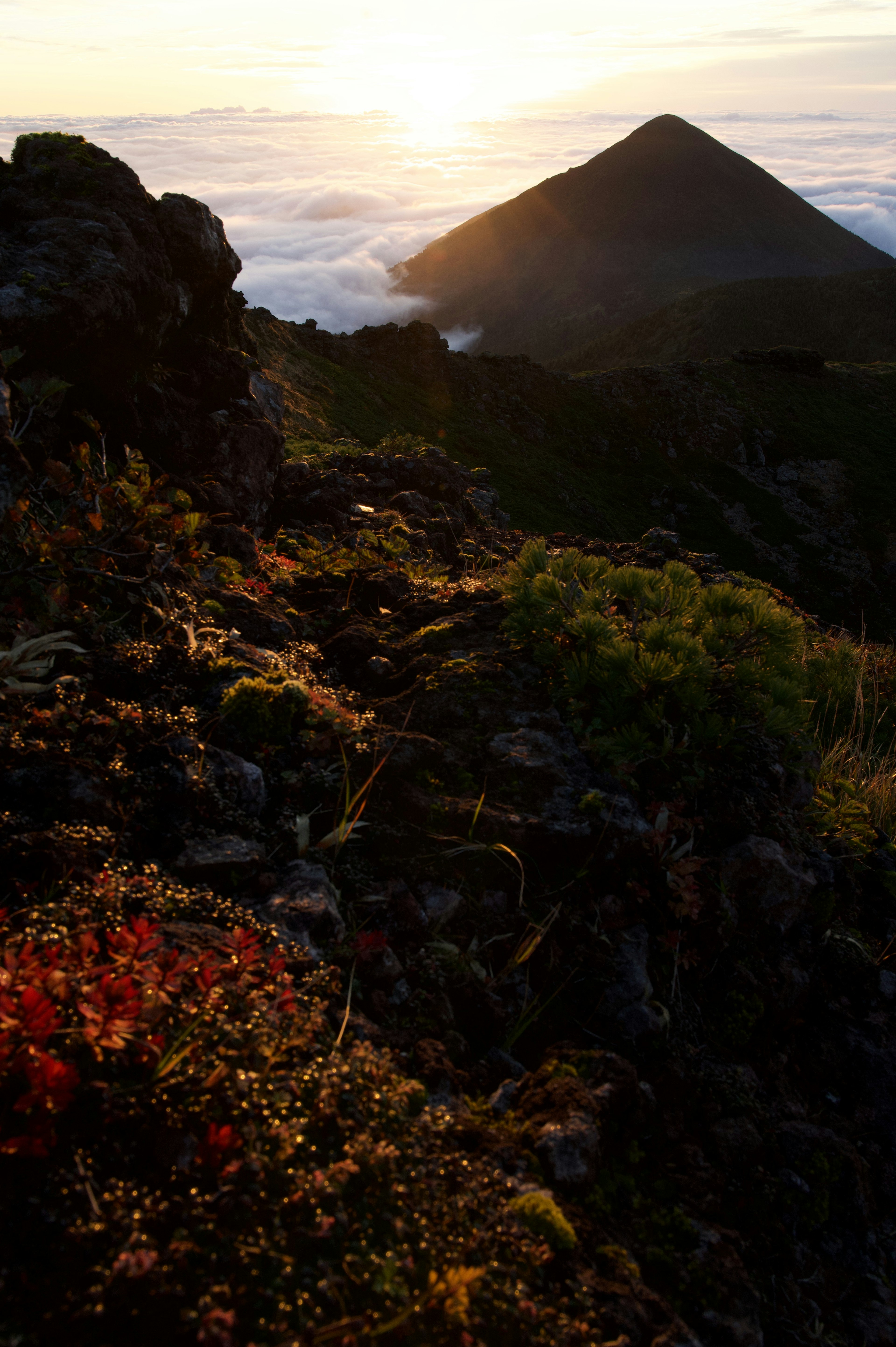 Paisaje montañoso al atardecer con plantas coloridas en primer plano