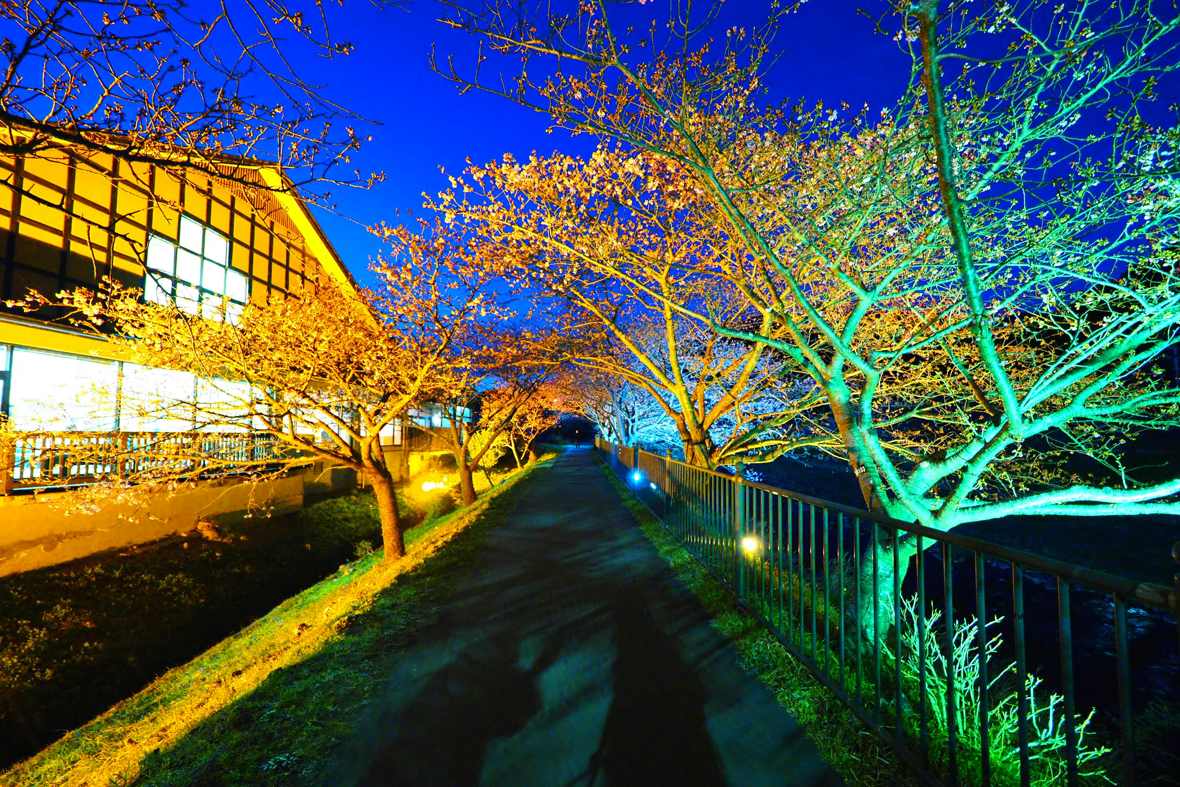 夜空の下に光る桜の木と明るい建物が映る静かな小道