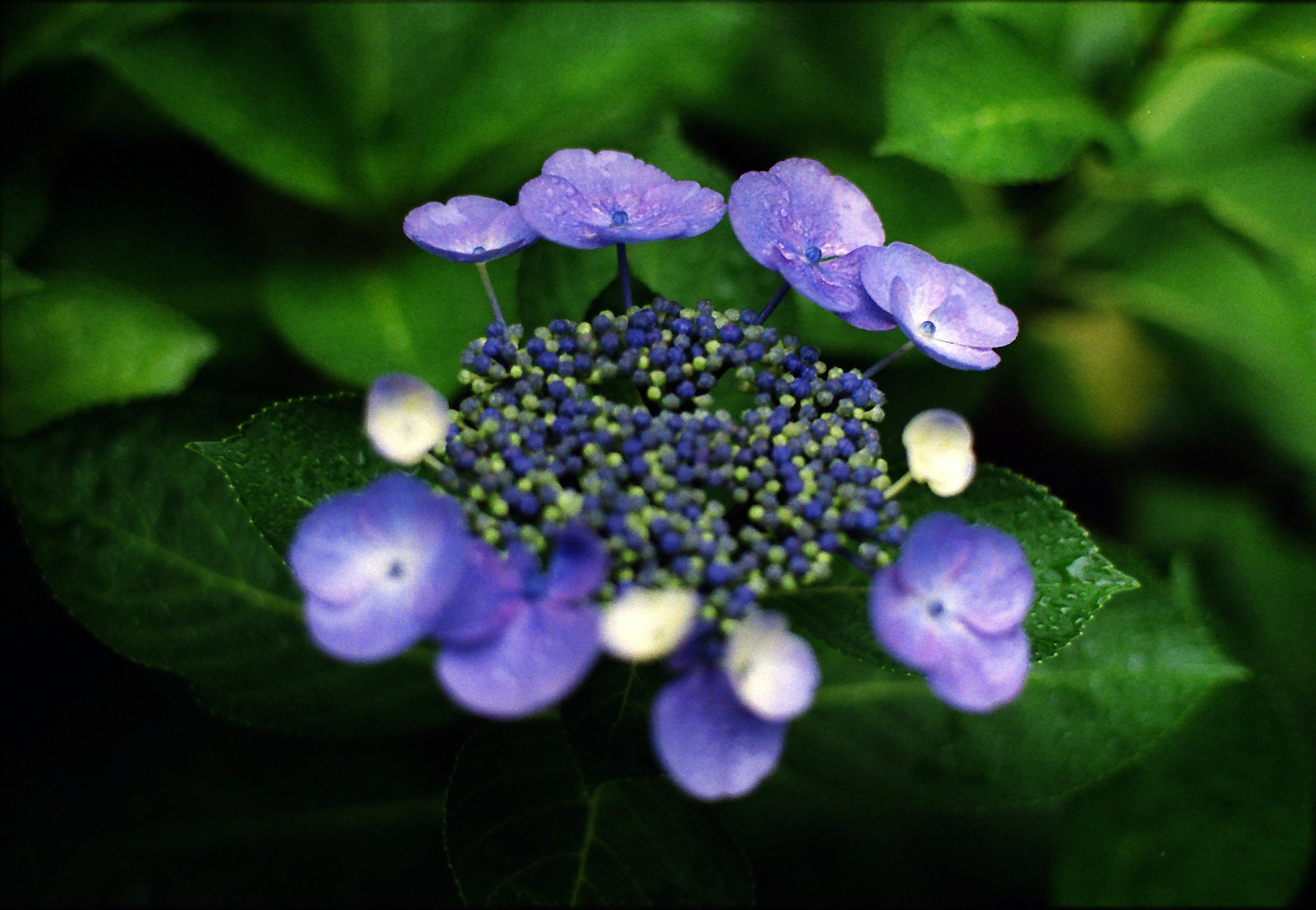 Una bella pianta con fiori viola raggruppati al centro