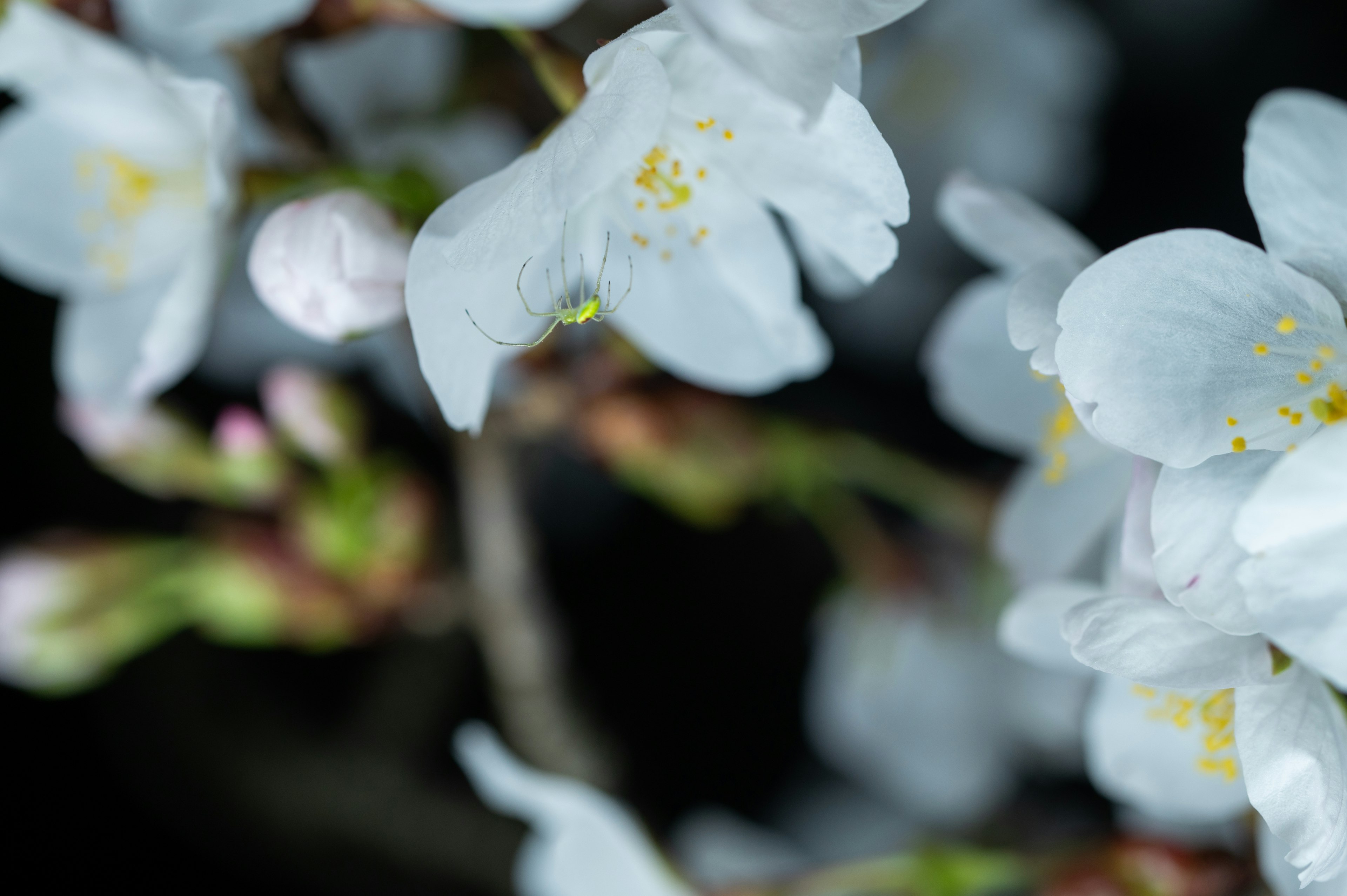 白い桜の花が咲いているクローズアップの画像