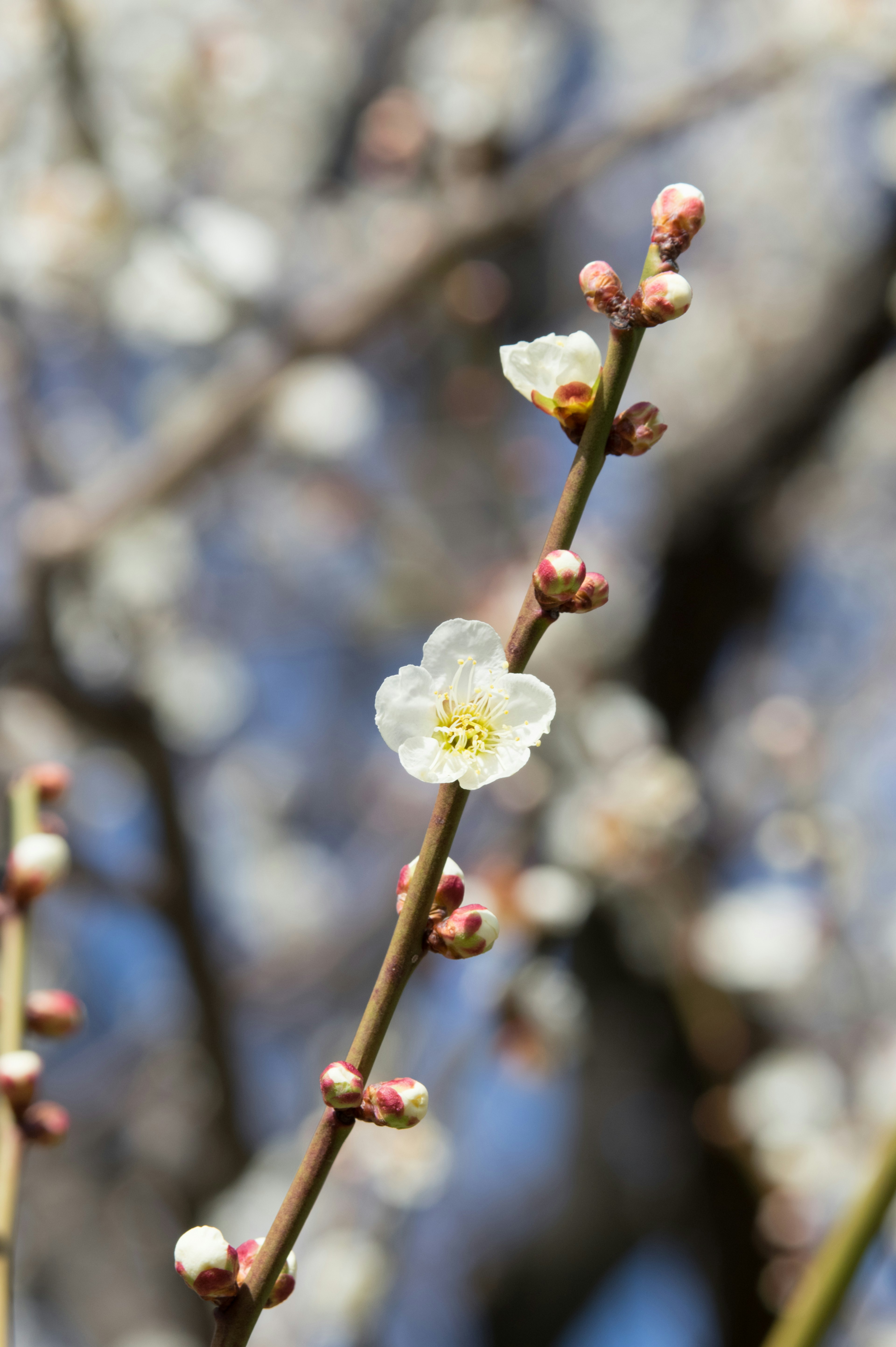 梅花枝条特写，带有白色花朵和花蕾