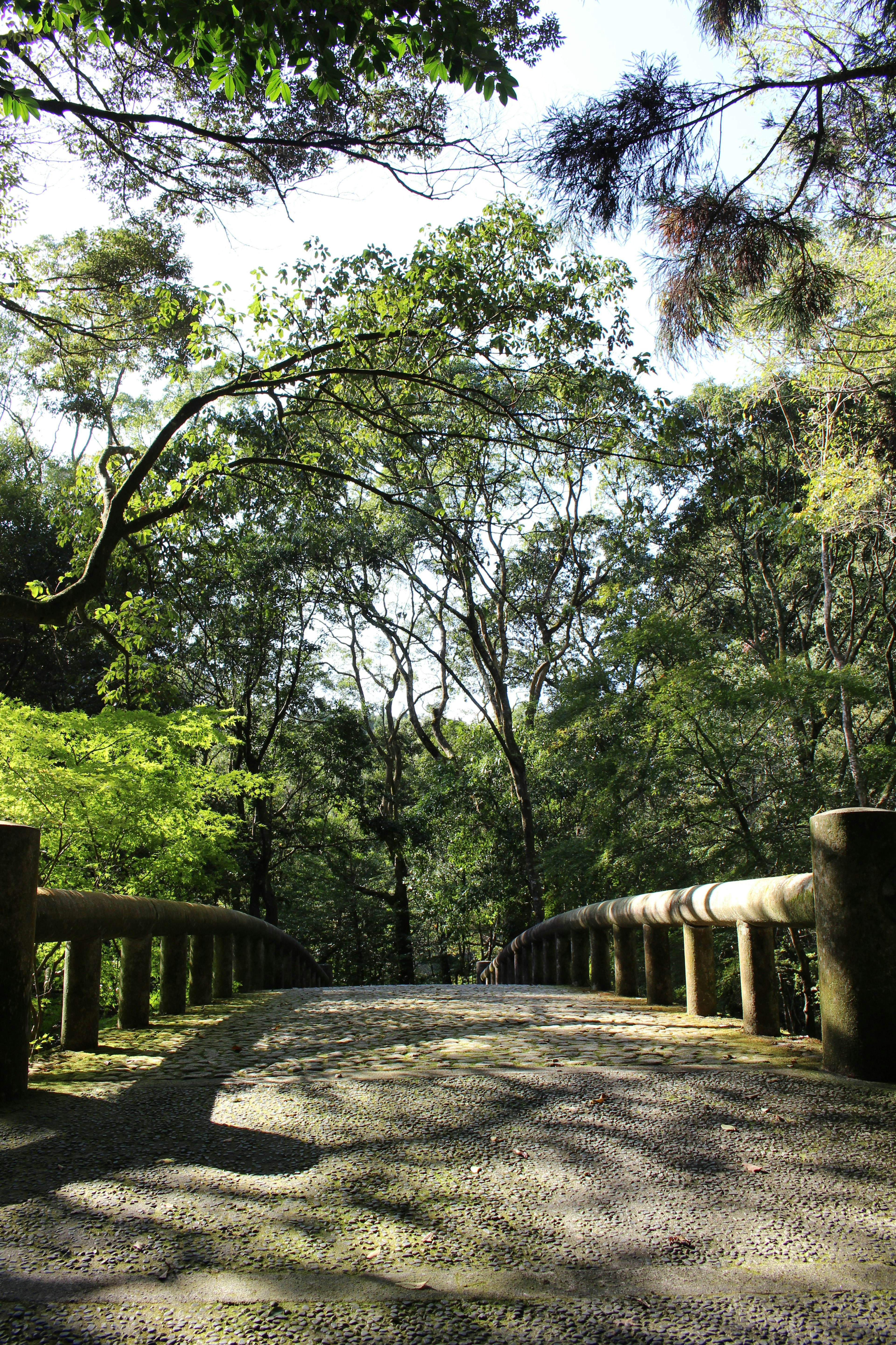 Chemin sinueux entouré de verdure luxuriante et pont à balustrade en bois