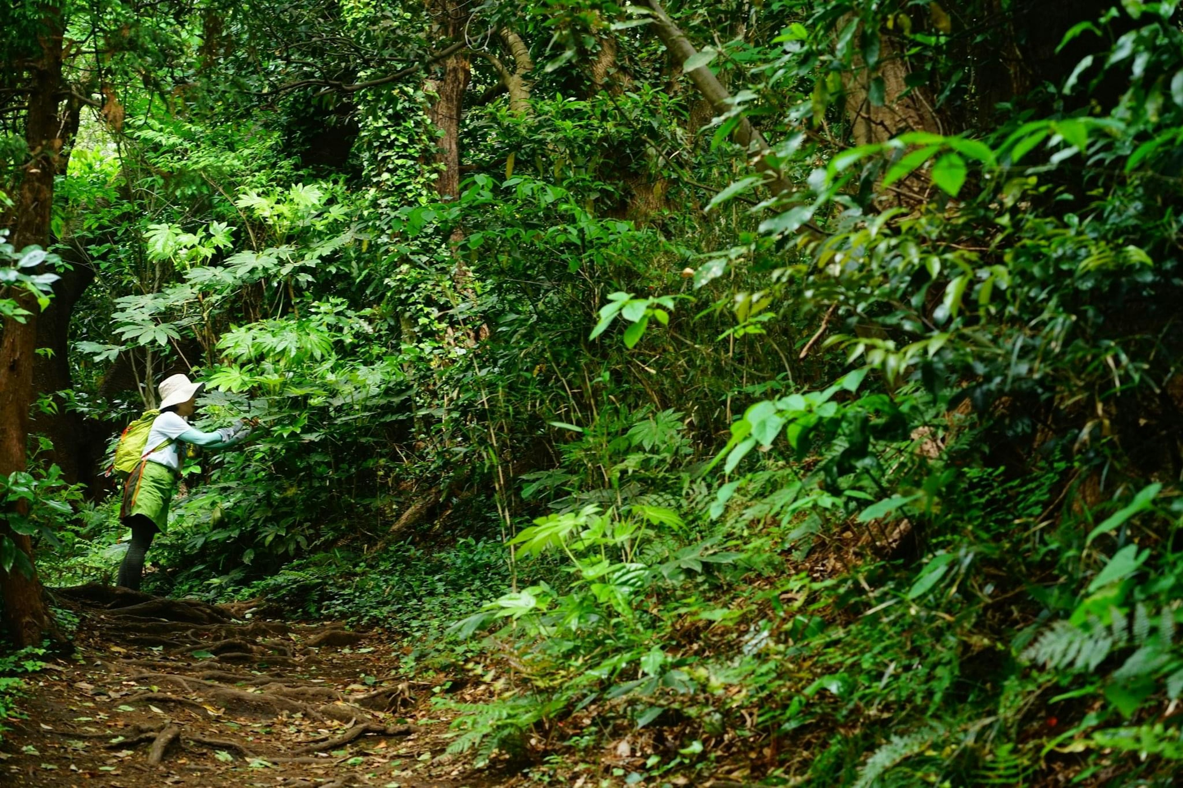 Person working in a lush green forest