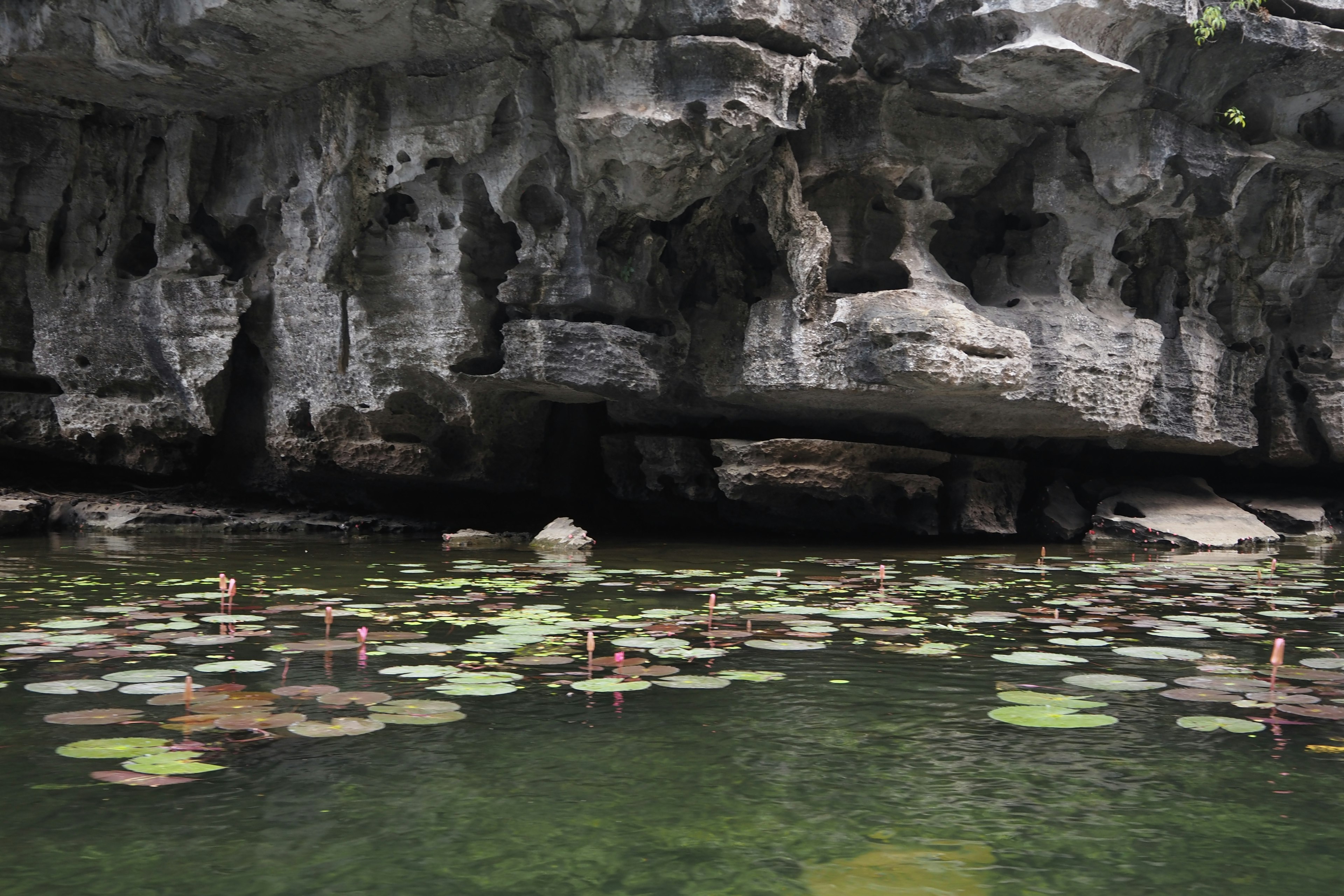 Lily pads floating on a rocky lake surface