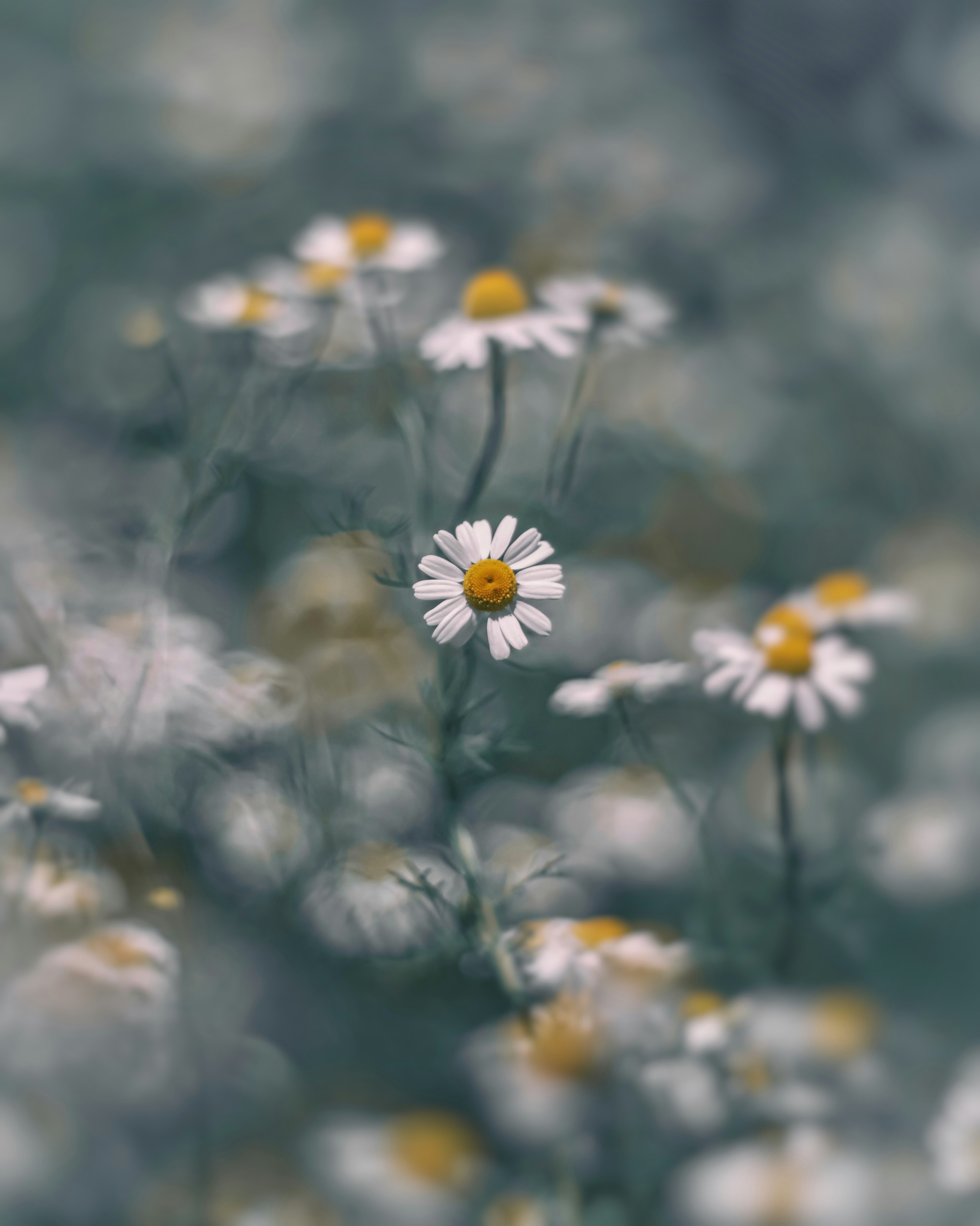 Image of daisies with white petals and yellow centers blooming in a field