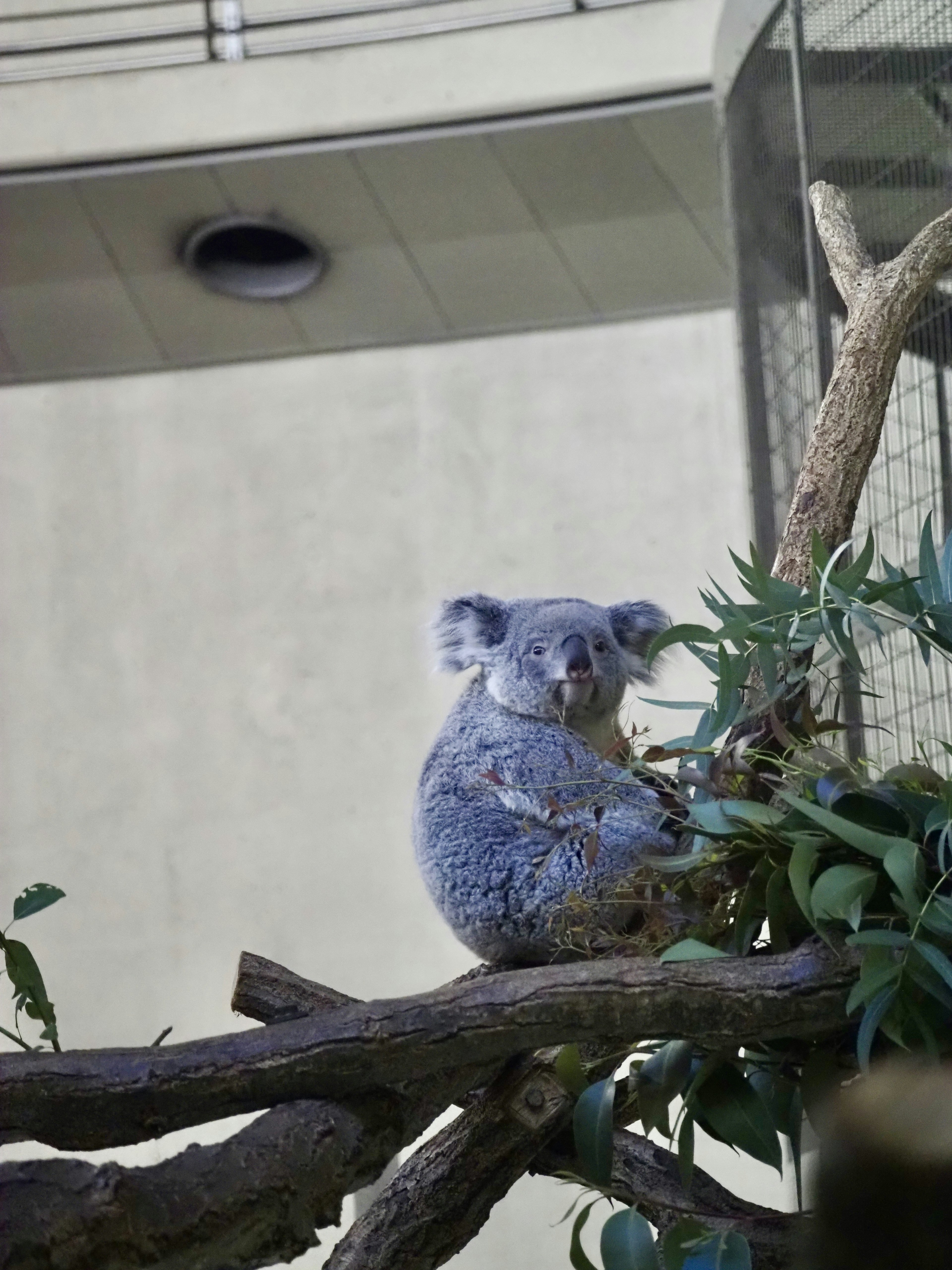 Un koala assis sur une branche