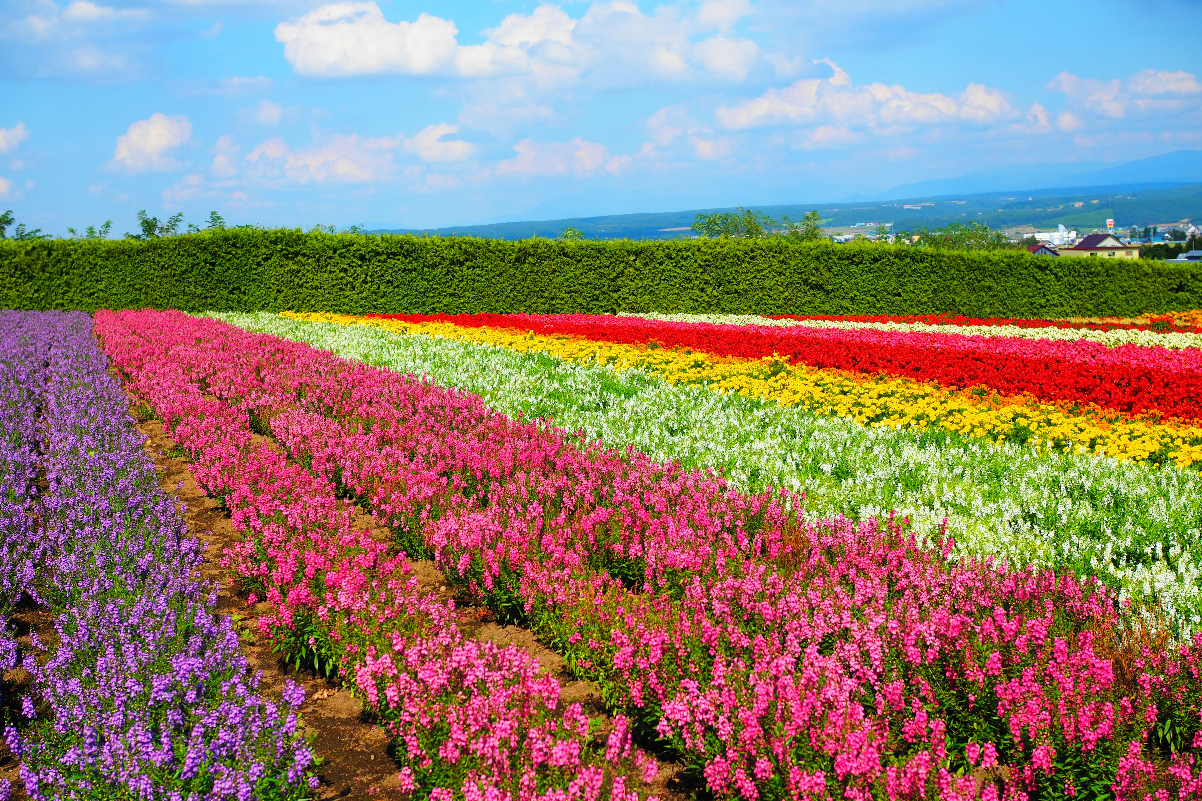 Campi di fiori vibranti con righe di fiori colorati