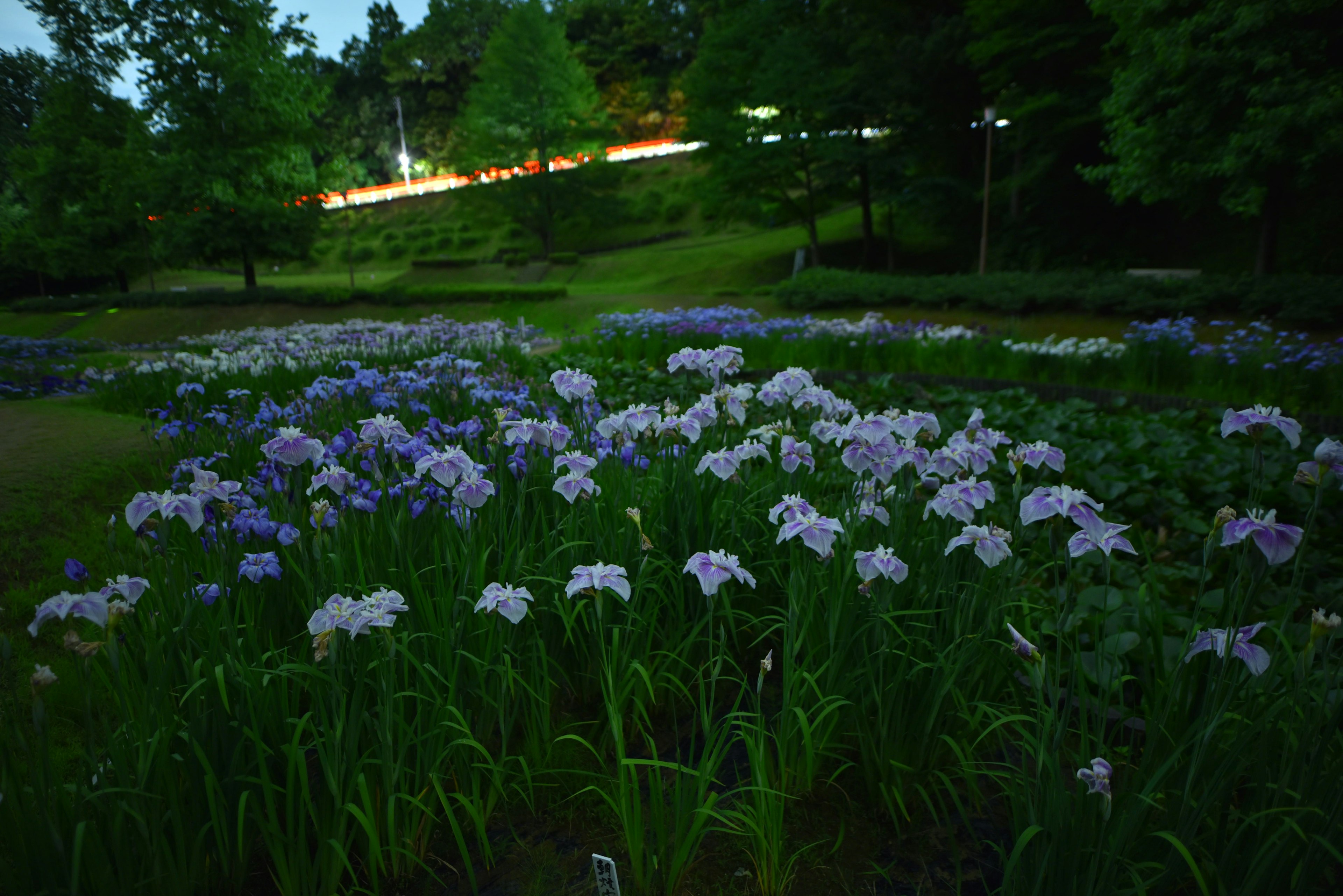 Night view of a park with blooming purple flowers