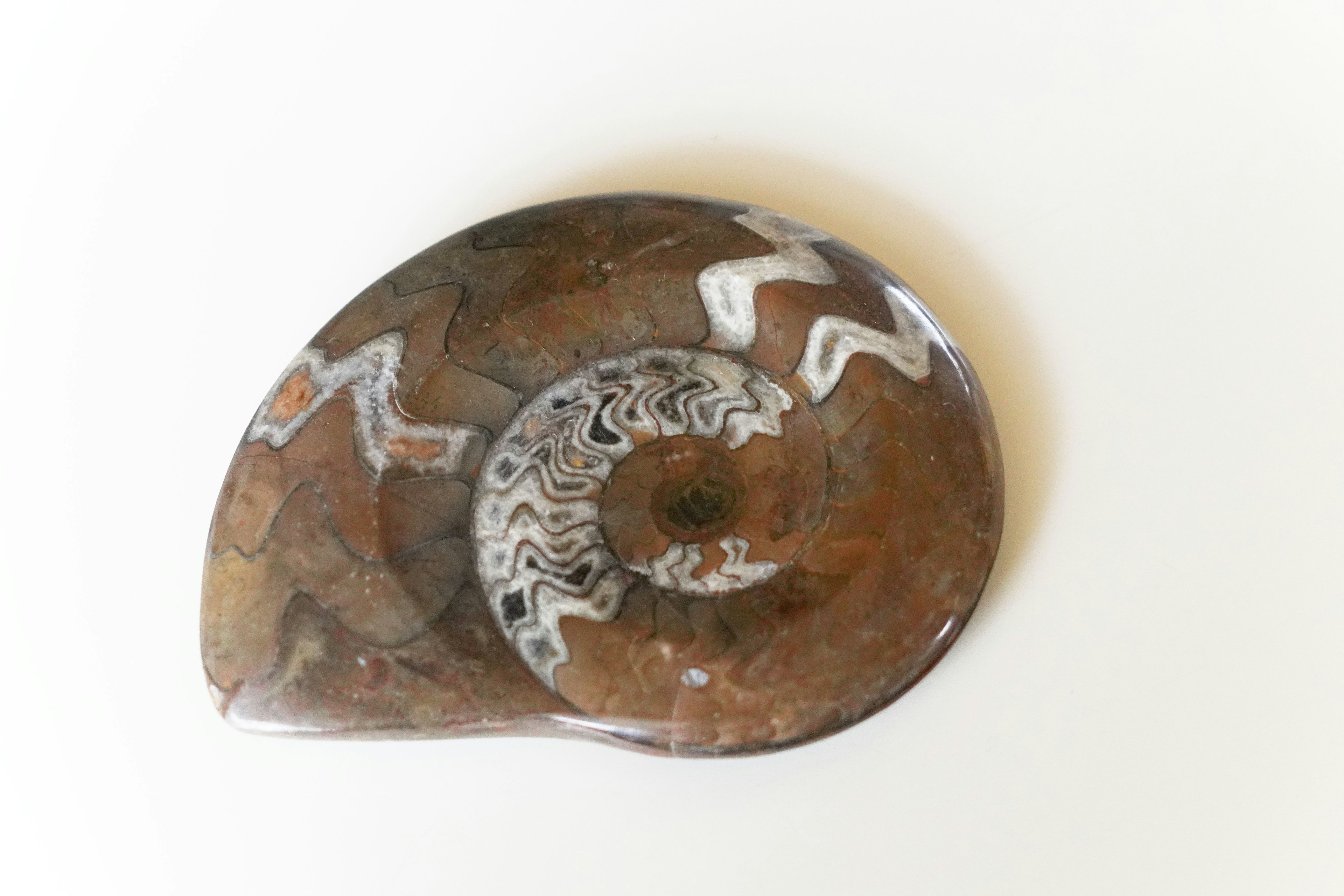 Brown ammonite fossil with intricate patterns