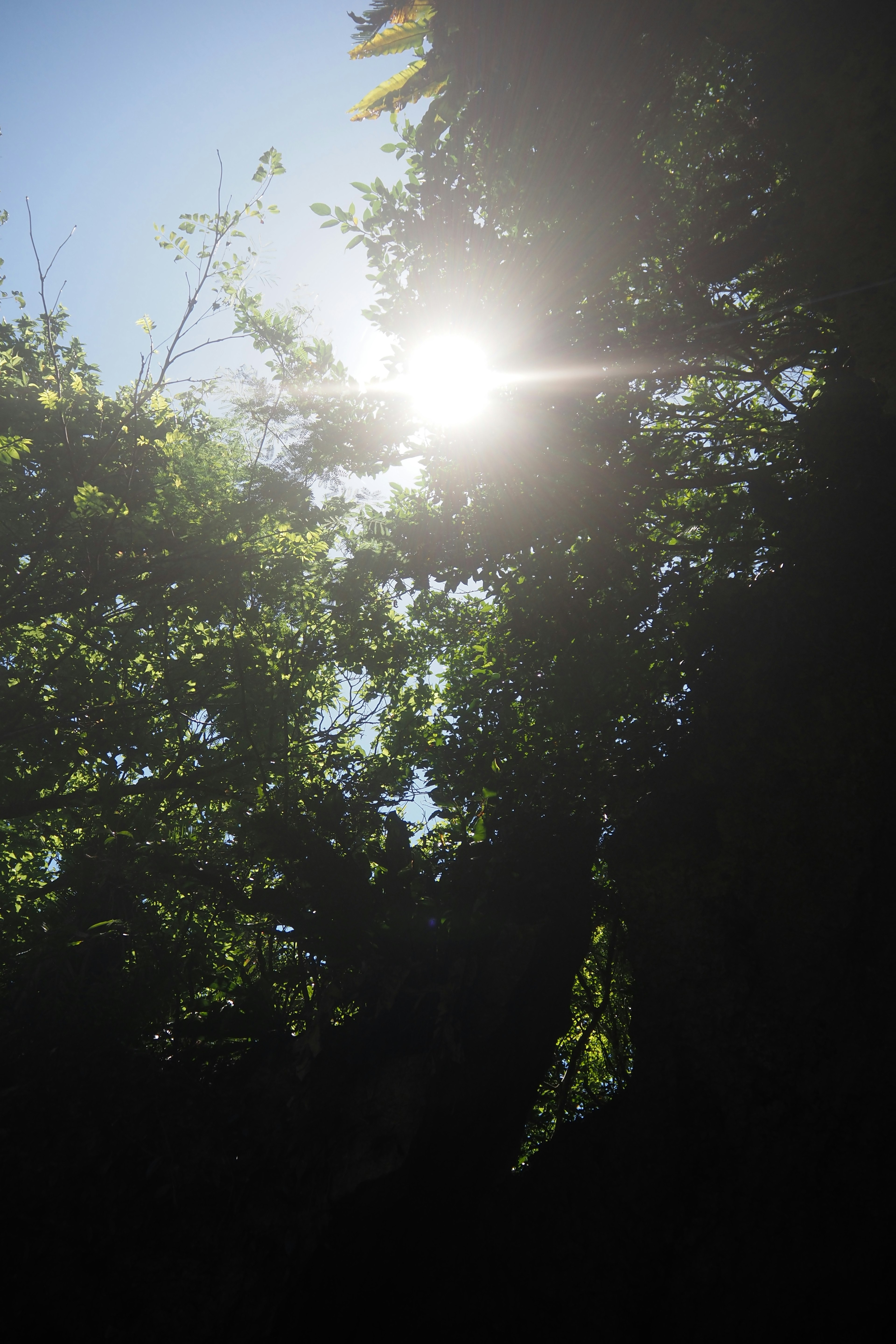 Sunlight filtering through green leaves in a forest