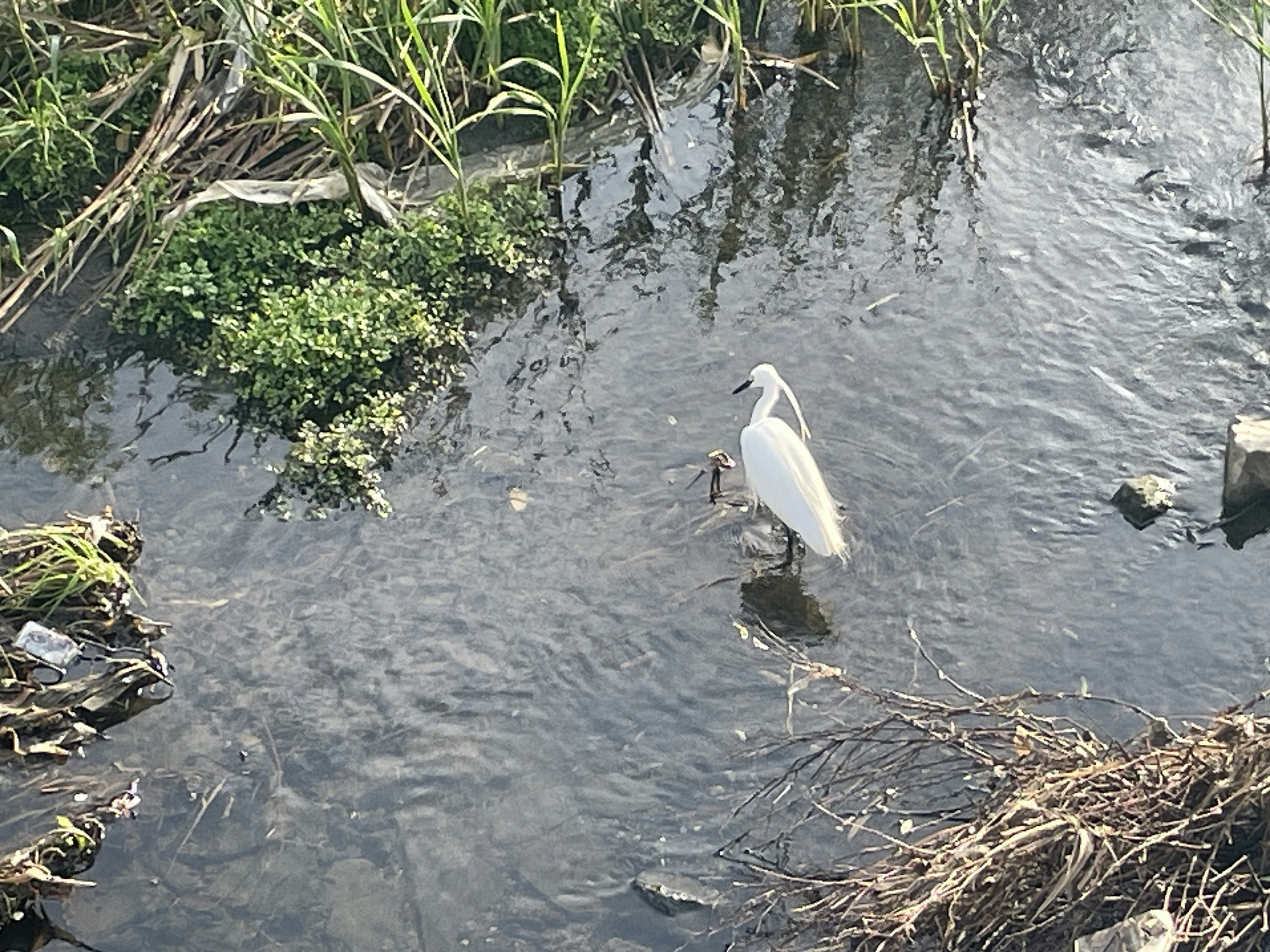 Ein weißer Reiher steht im flachen Wasser umgeben von Grün