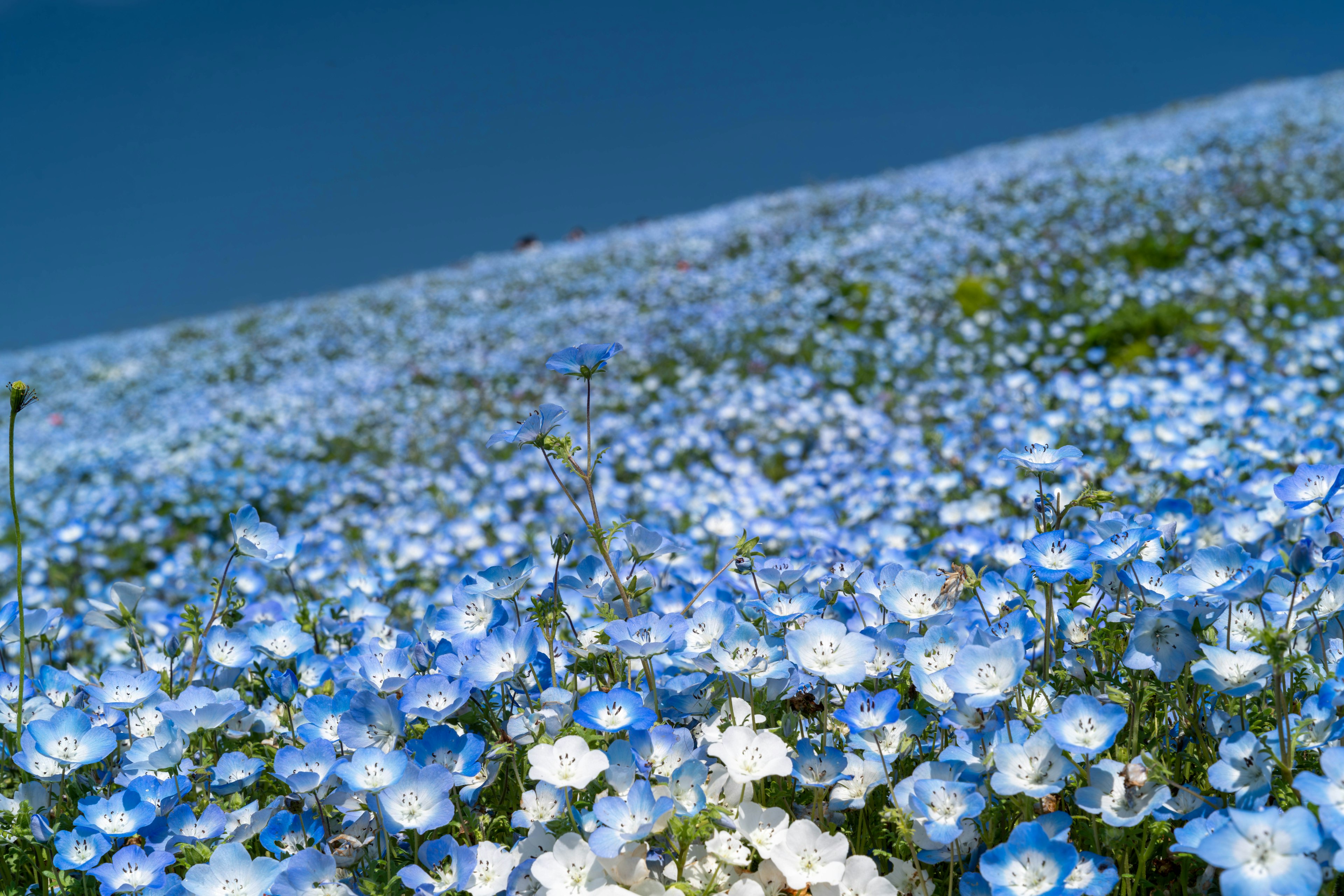 Un paysage de colline couvert de fleurs bleues en fleurs