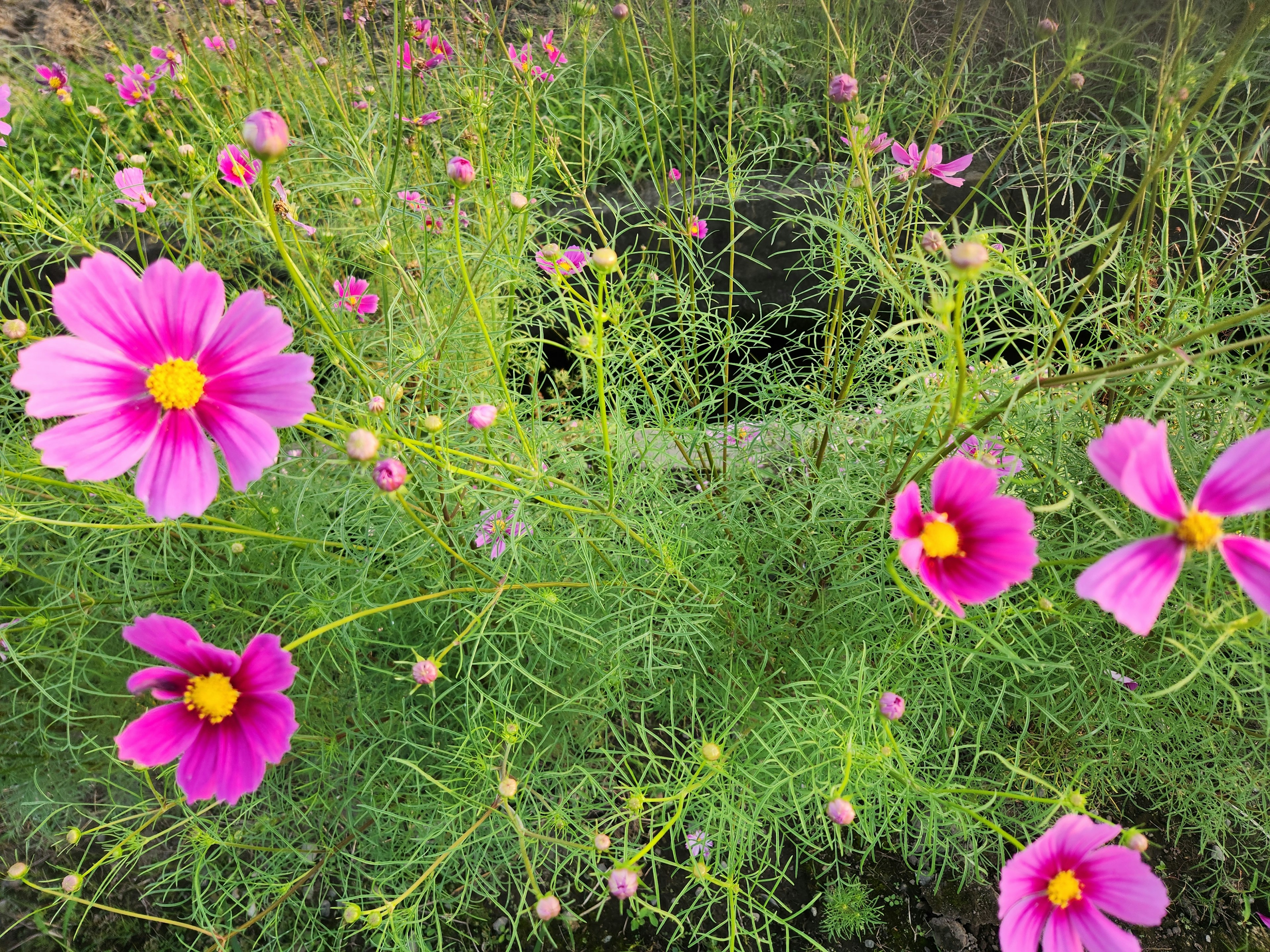 鮮やかなピンクのコスモスの花が緑の茎と葉の間に咲いている