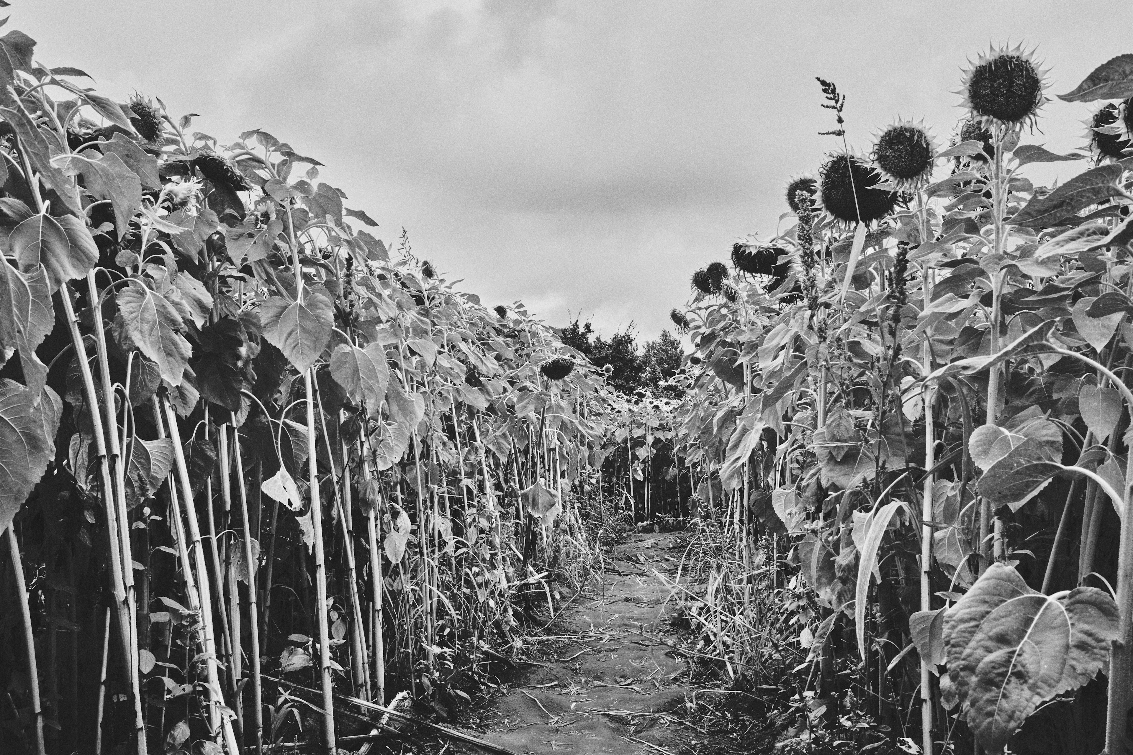 Image en noir et blanc d'un chemin à travers un champ de tournesols