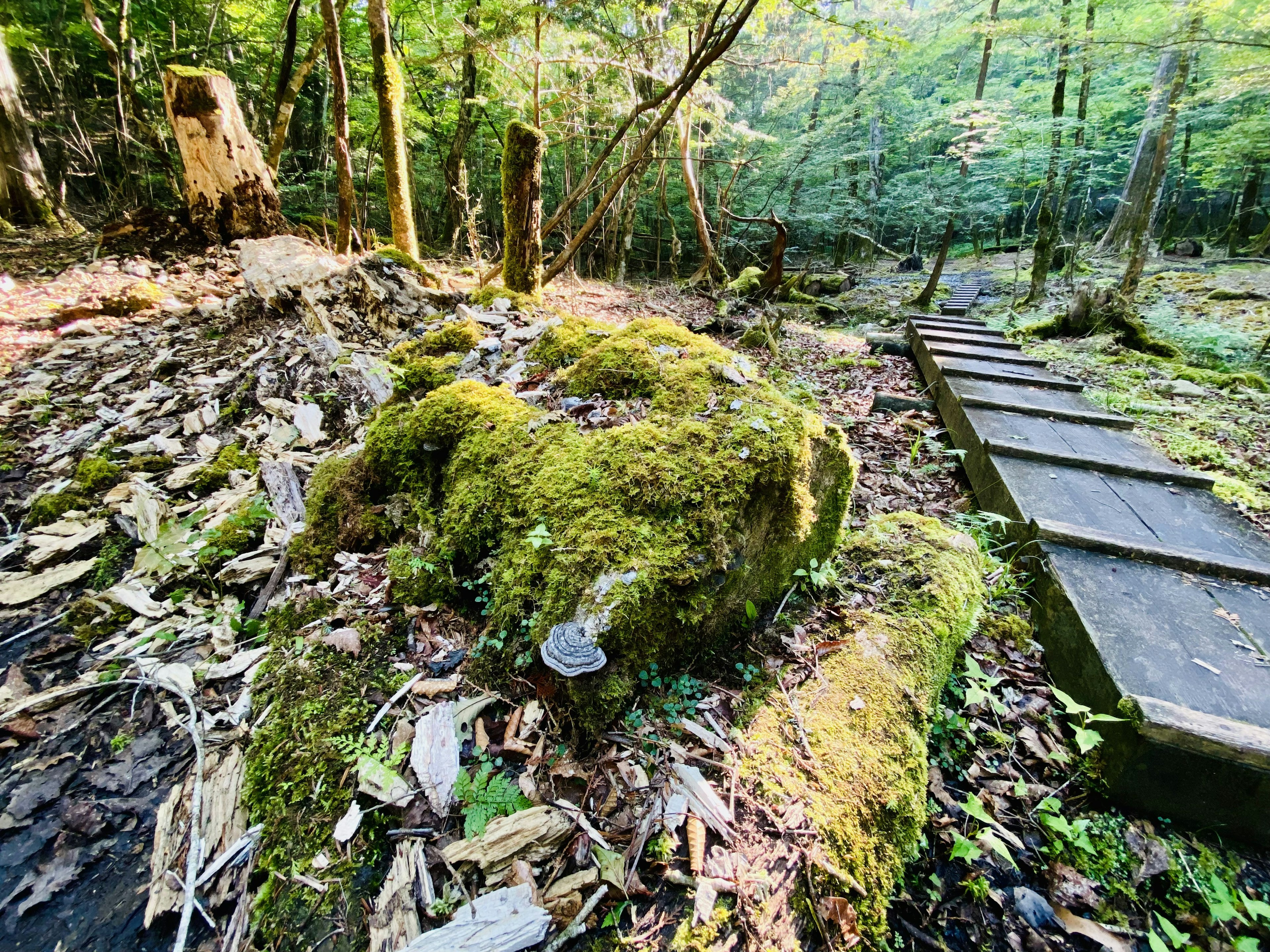 Scène forestière avec une roche couverte de mousse et un chemin en bois