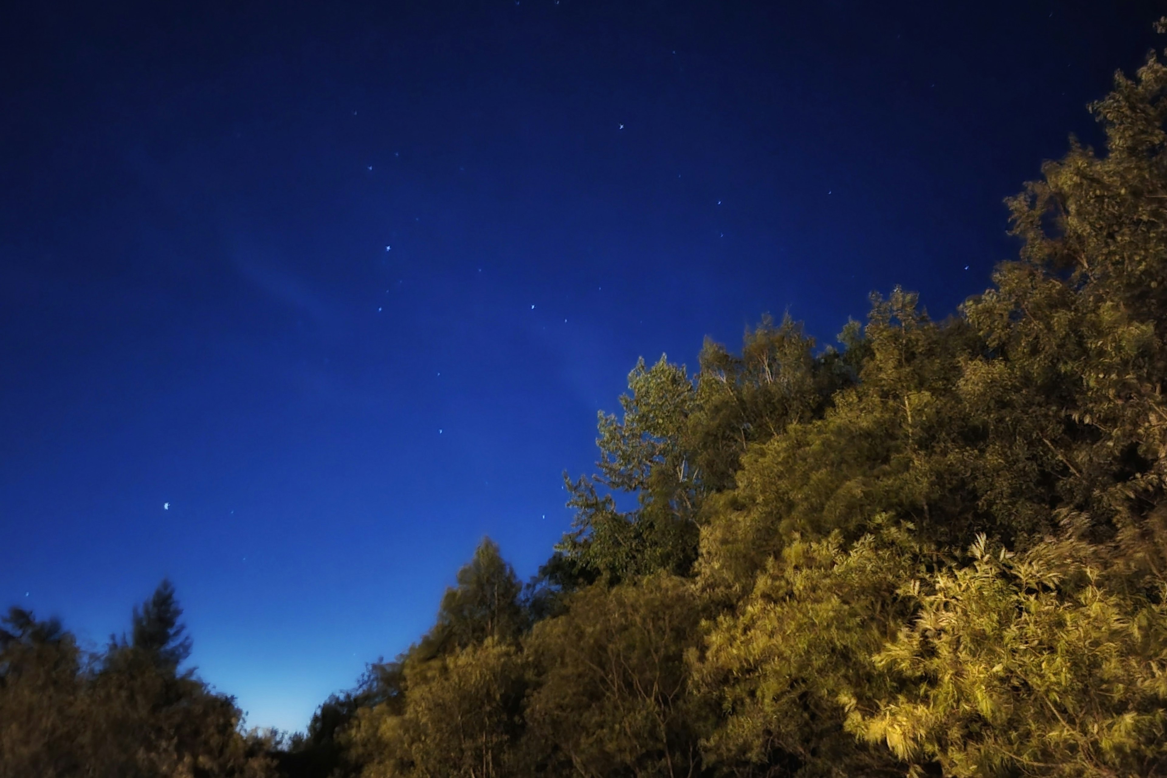 星が輝く夜空と黄葉した木々のシルエット