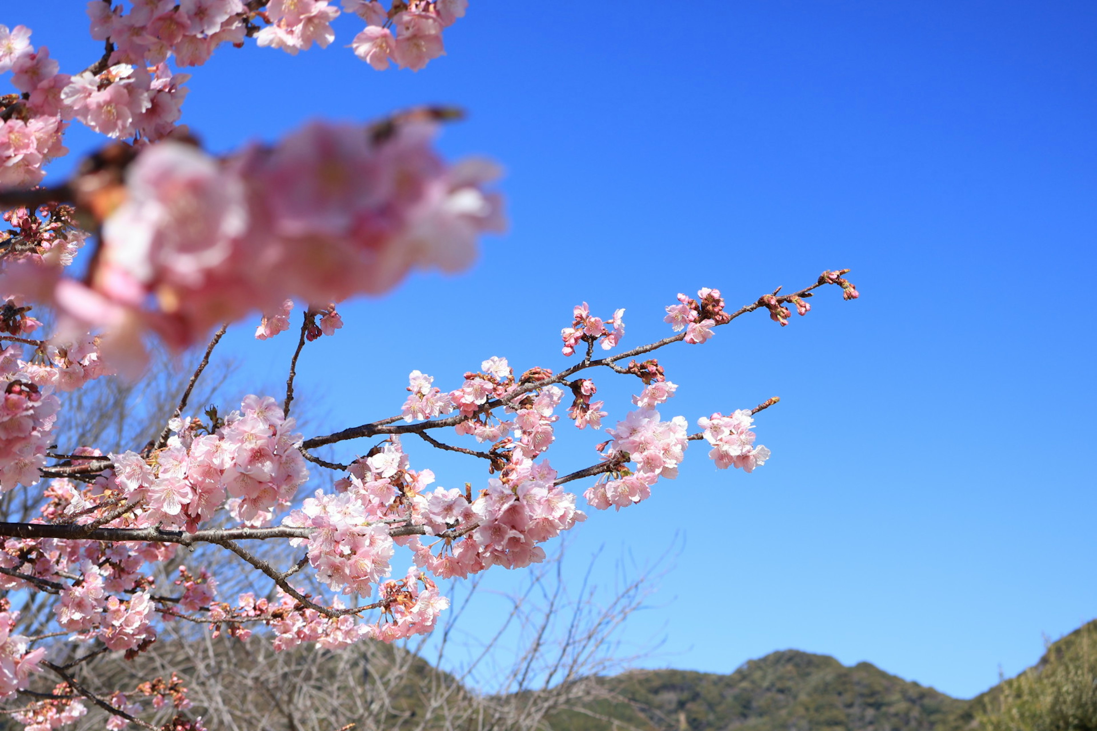 青空に映える桜の花の枝