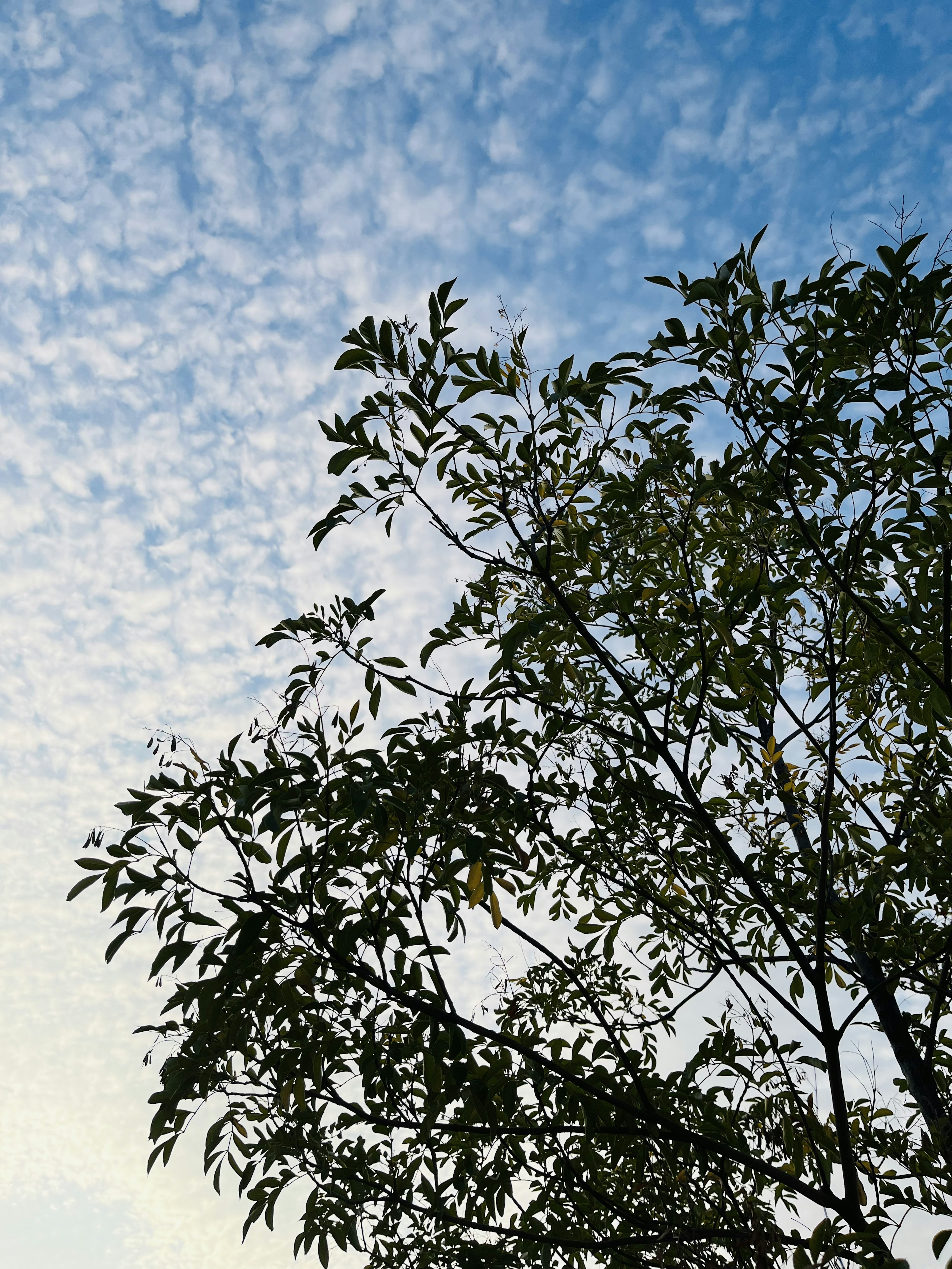 Siluet pohon melawan langit biru dengan awan