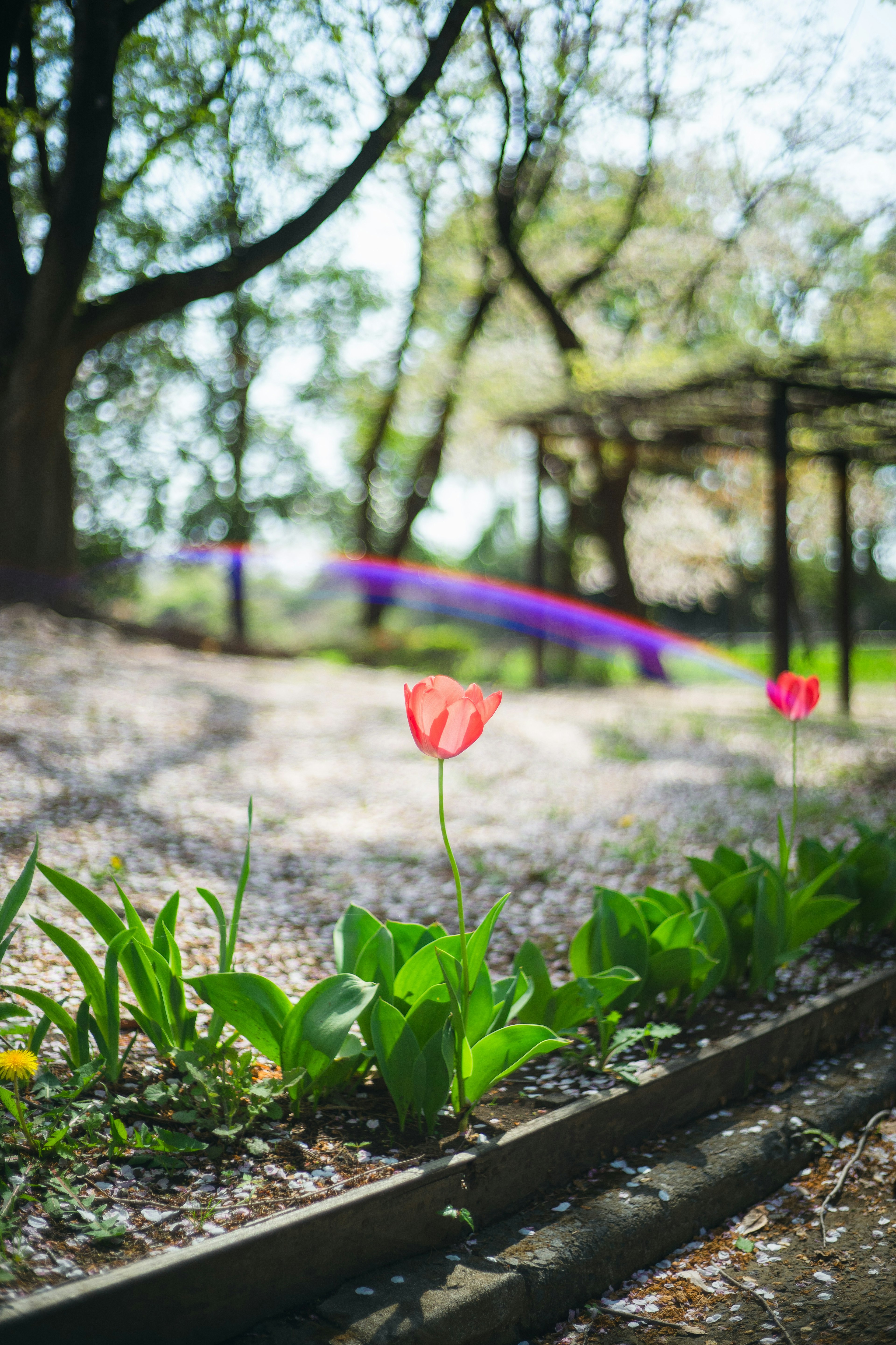 Lebendige Tulpen in einer Reihe mit üppigen Bäumen und sanftem Licht, das in einen Park strömt