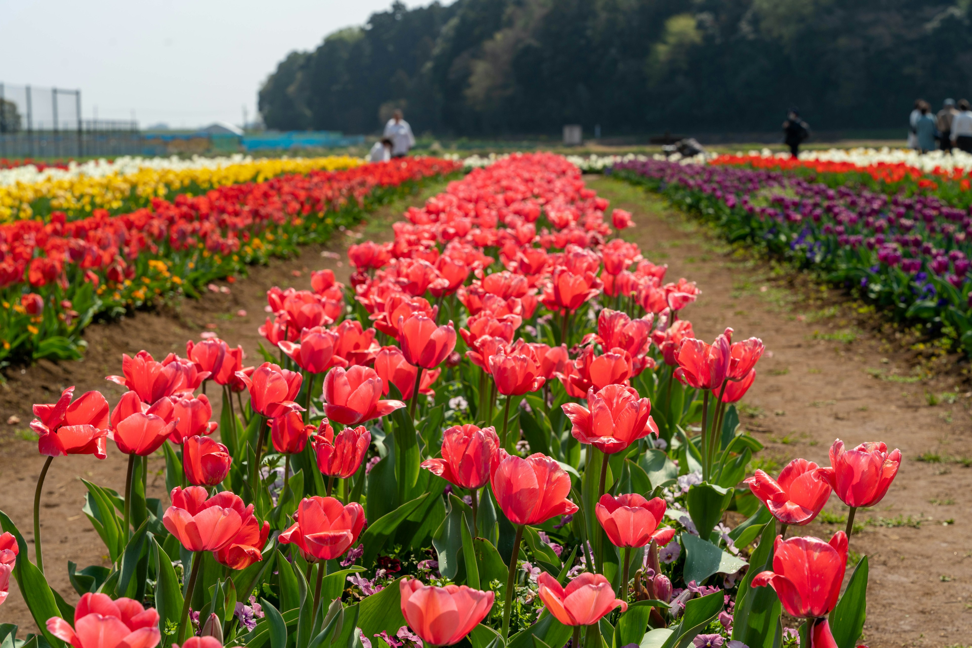 ทุ่งทิวลิปที่มีสีสันสดใสพร้อมแถวของดอกไม้ที่บาน