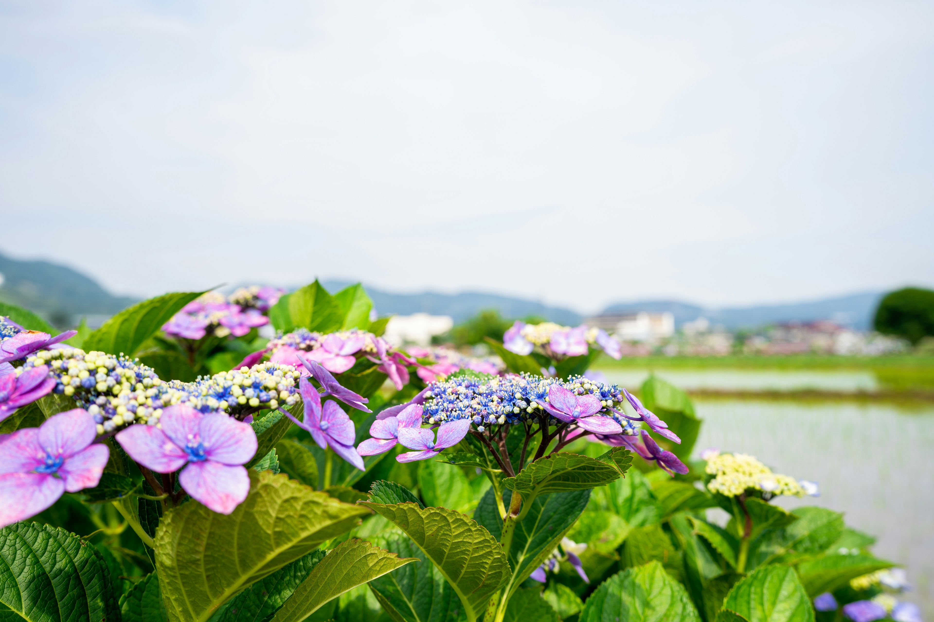 Gros plan de fleurs d'hortensia en violet et bleu avec des feuilles vertes luxuriantes et des montagnes au loin