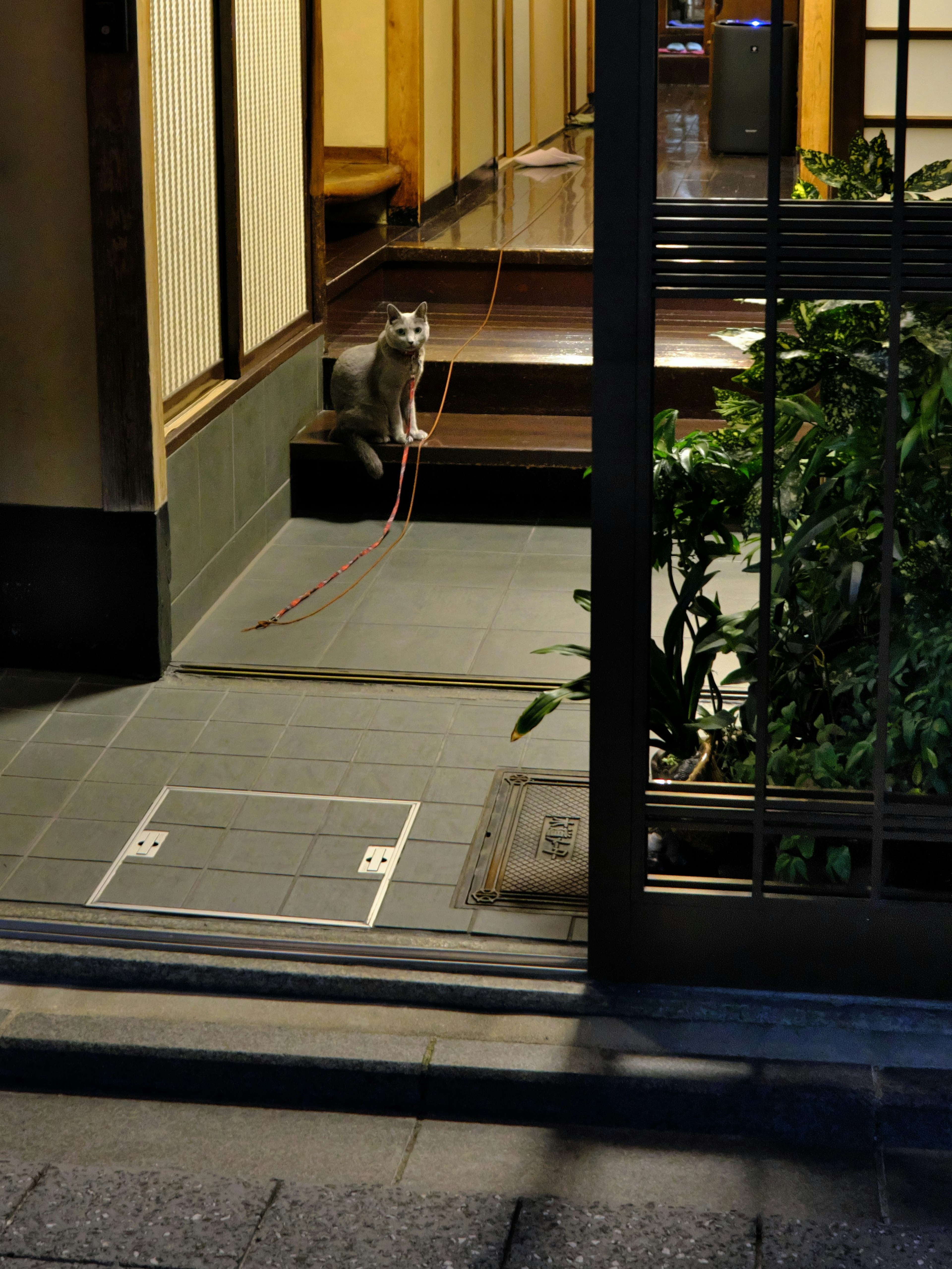 A cat sitting in front of a Japanese house at night with plants visible