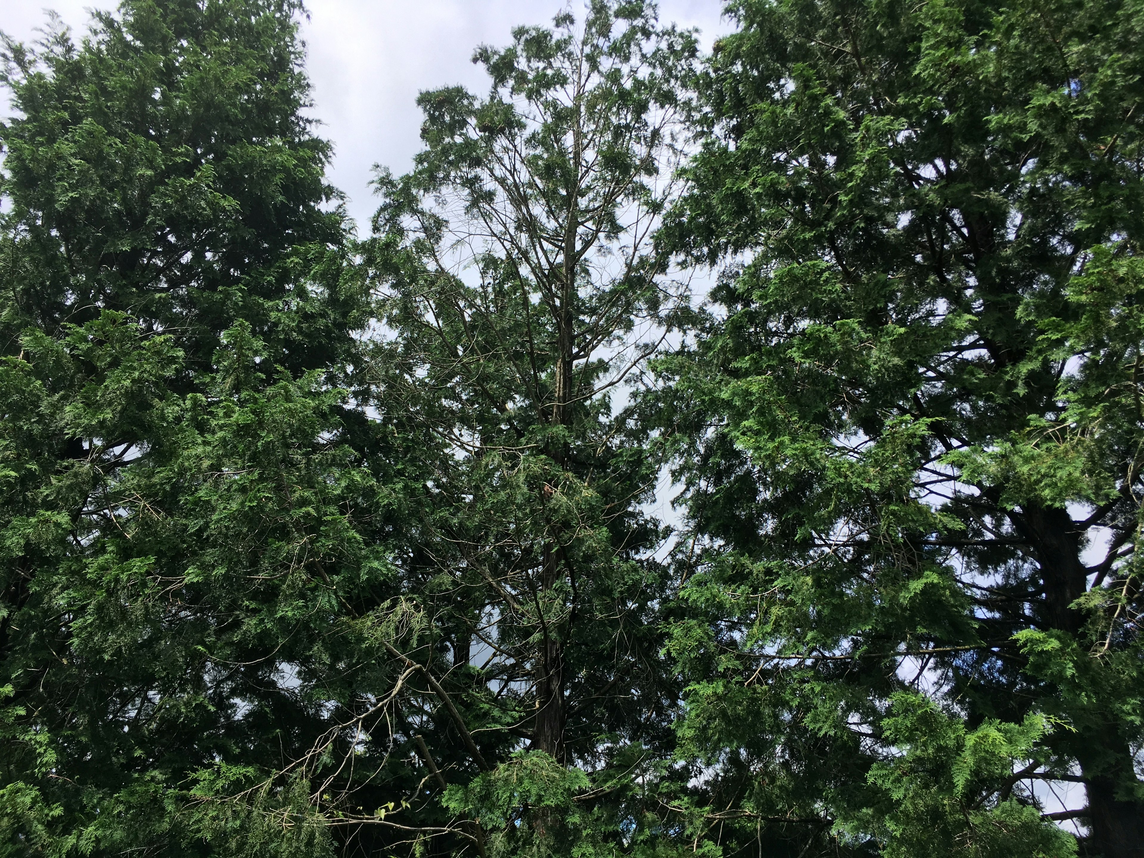 Üppige grüne Bäume stehen vor einem bewölkten Himmel