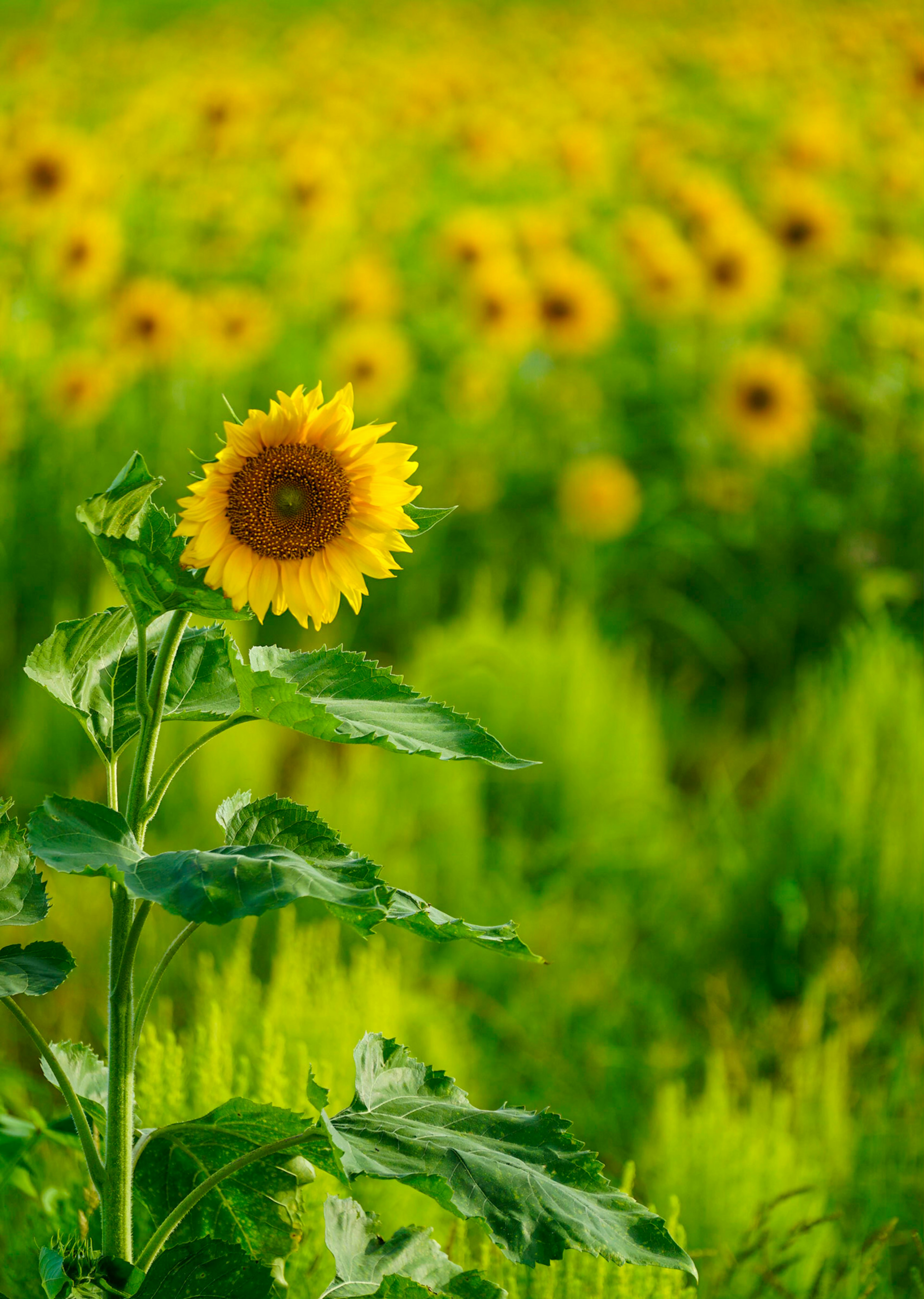 ひまわりの花が咲いている緑のフィールドの中に立っている