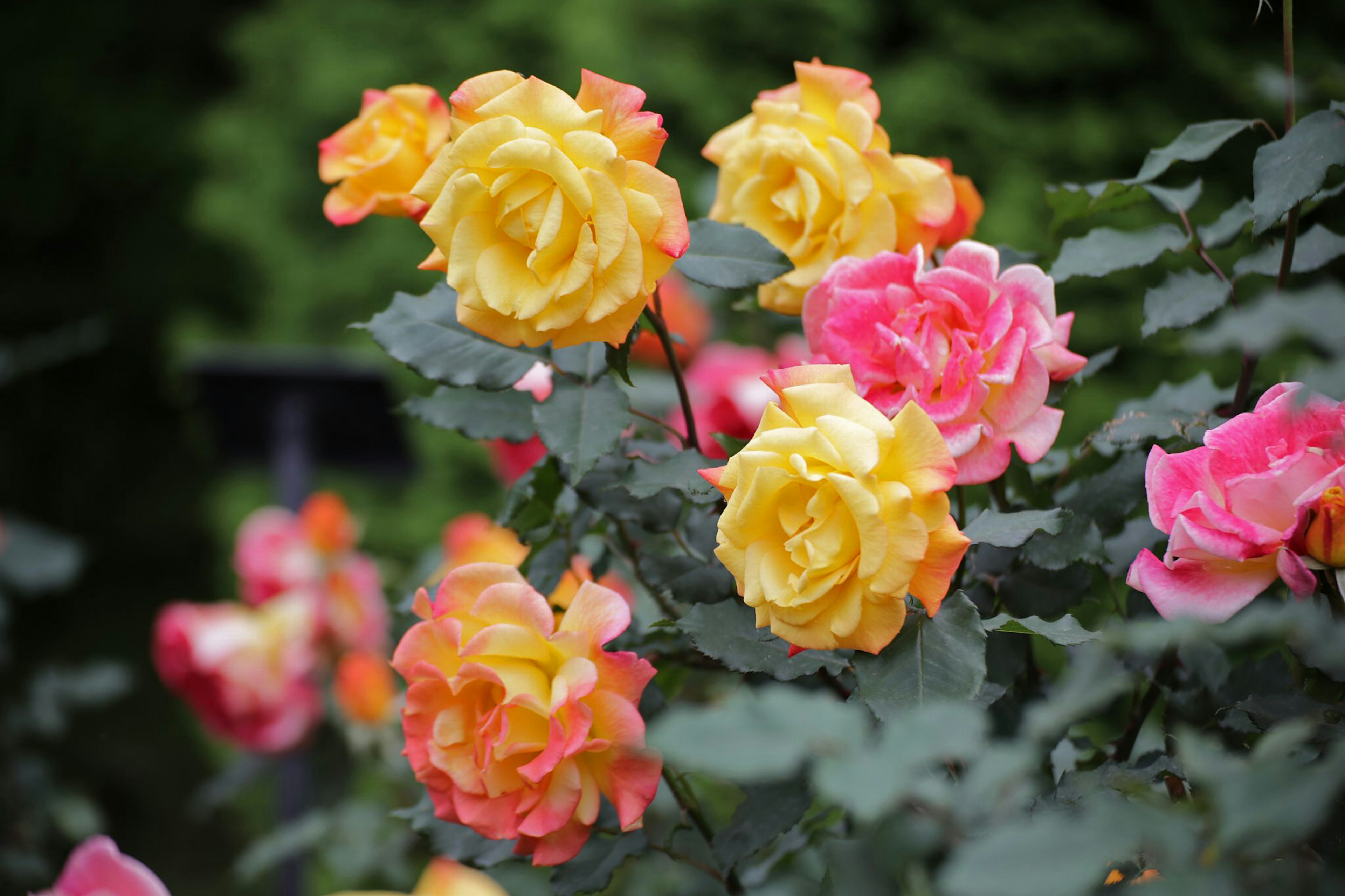 Roses colorées en fleurs dans un jardin