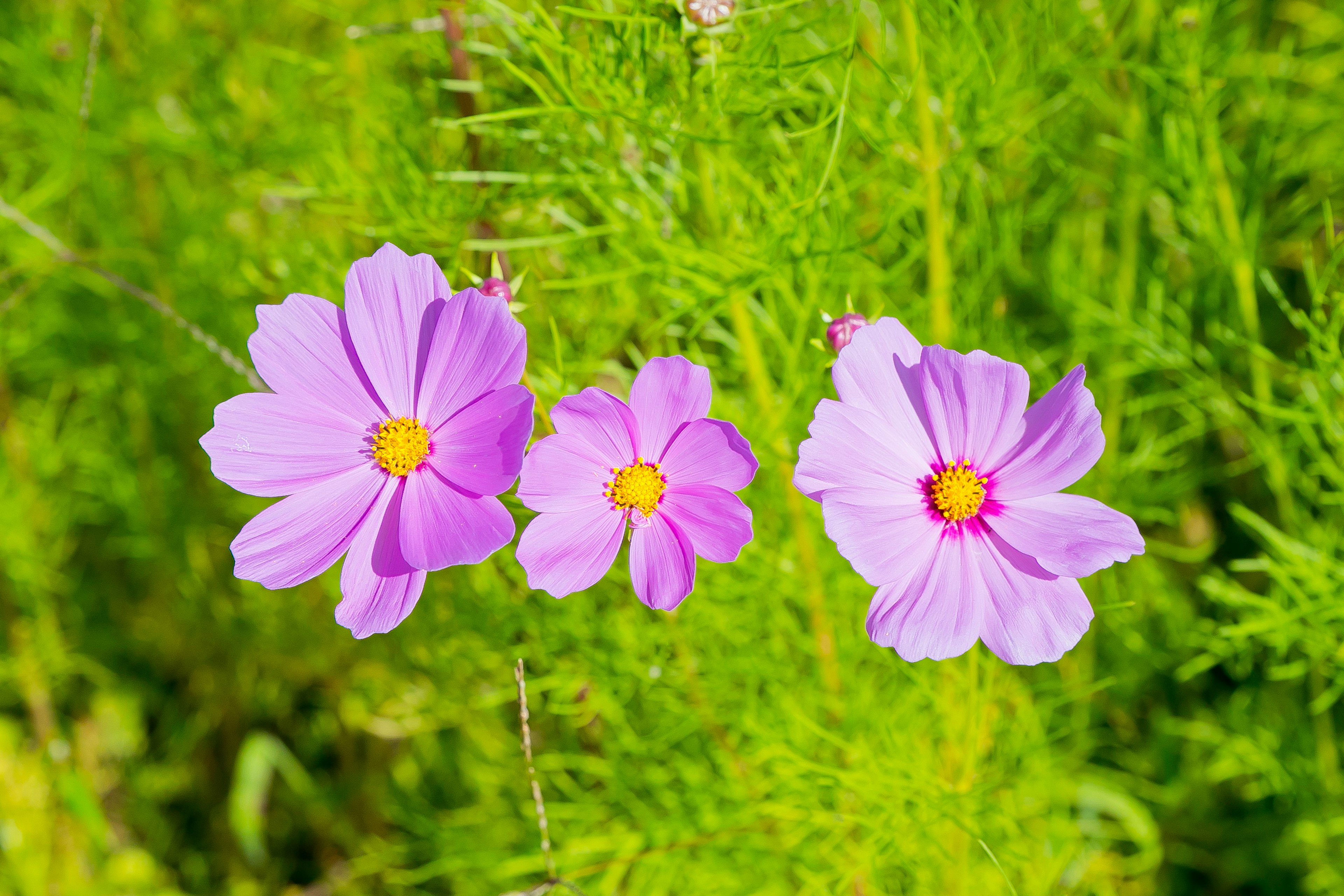 紫色の花と緑の背景の鮮やかなコントラスト