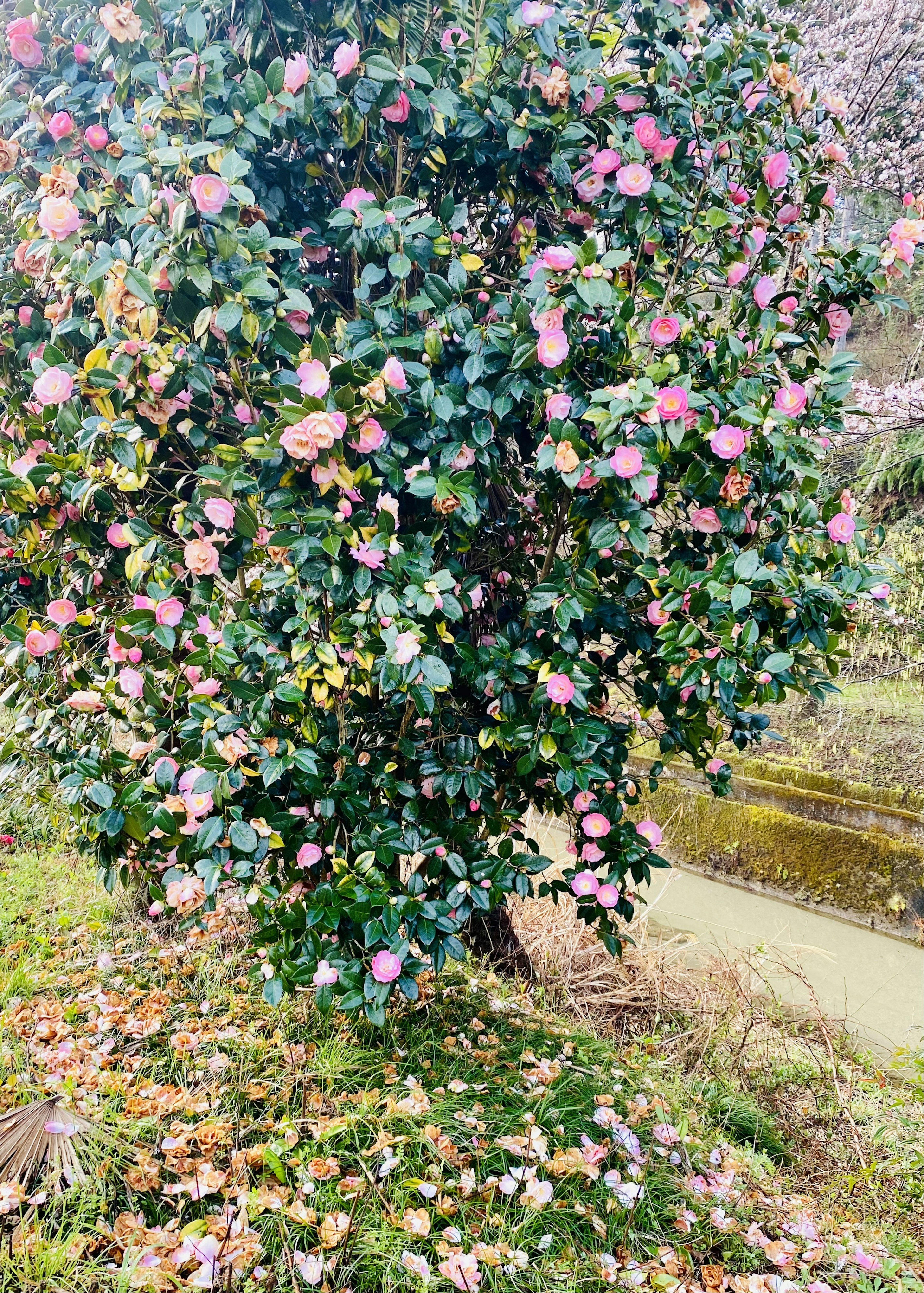 Baum mit rosa Blüten und grünen Blättern in einer natürlichen Umgebung mit gefallenen Blättern