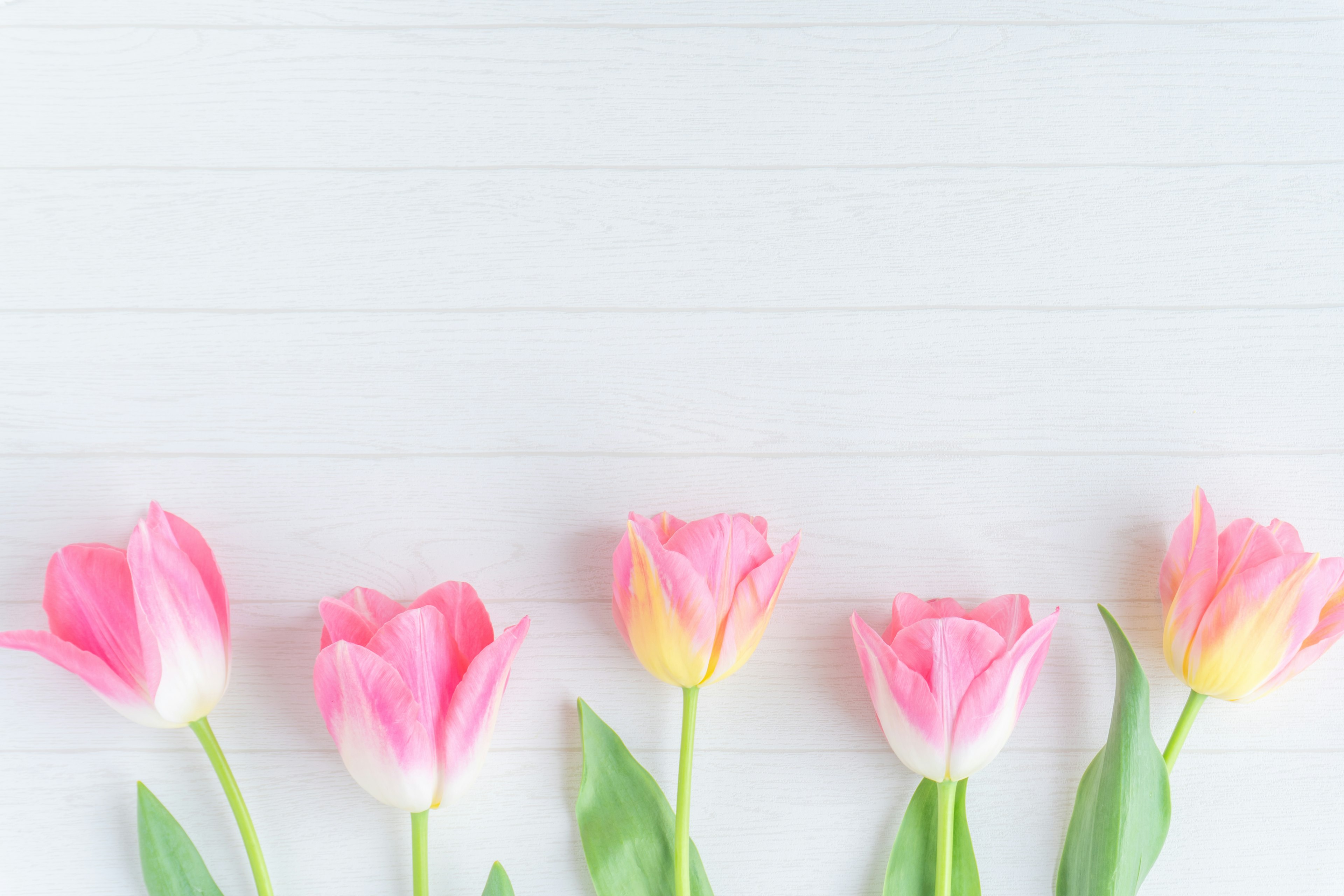 Des tulipes roses disposées sur un fond blanc