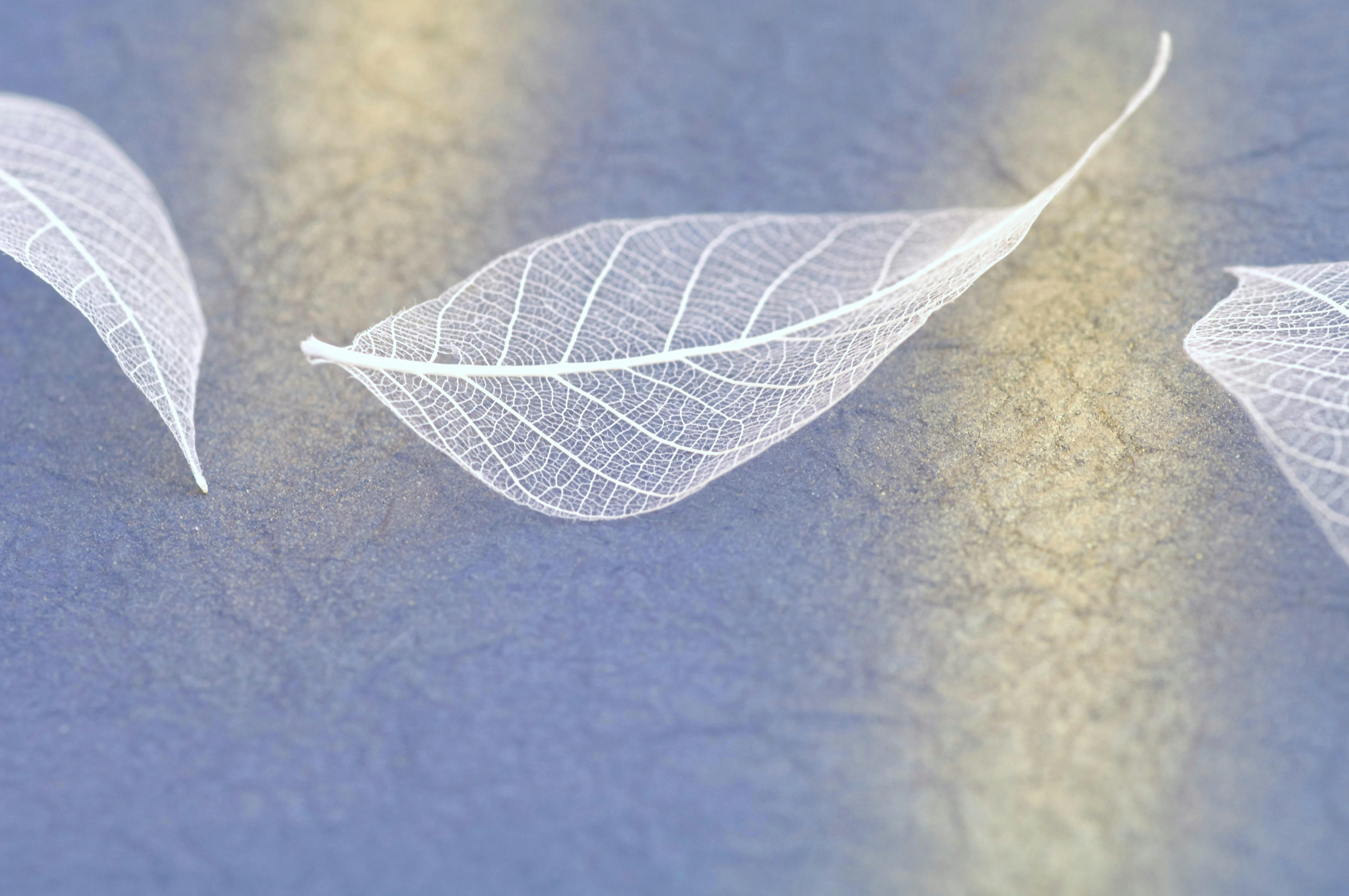 Feuilles translucides disposées sur un fond bleu