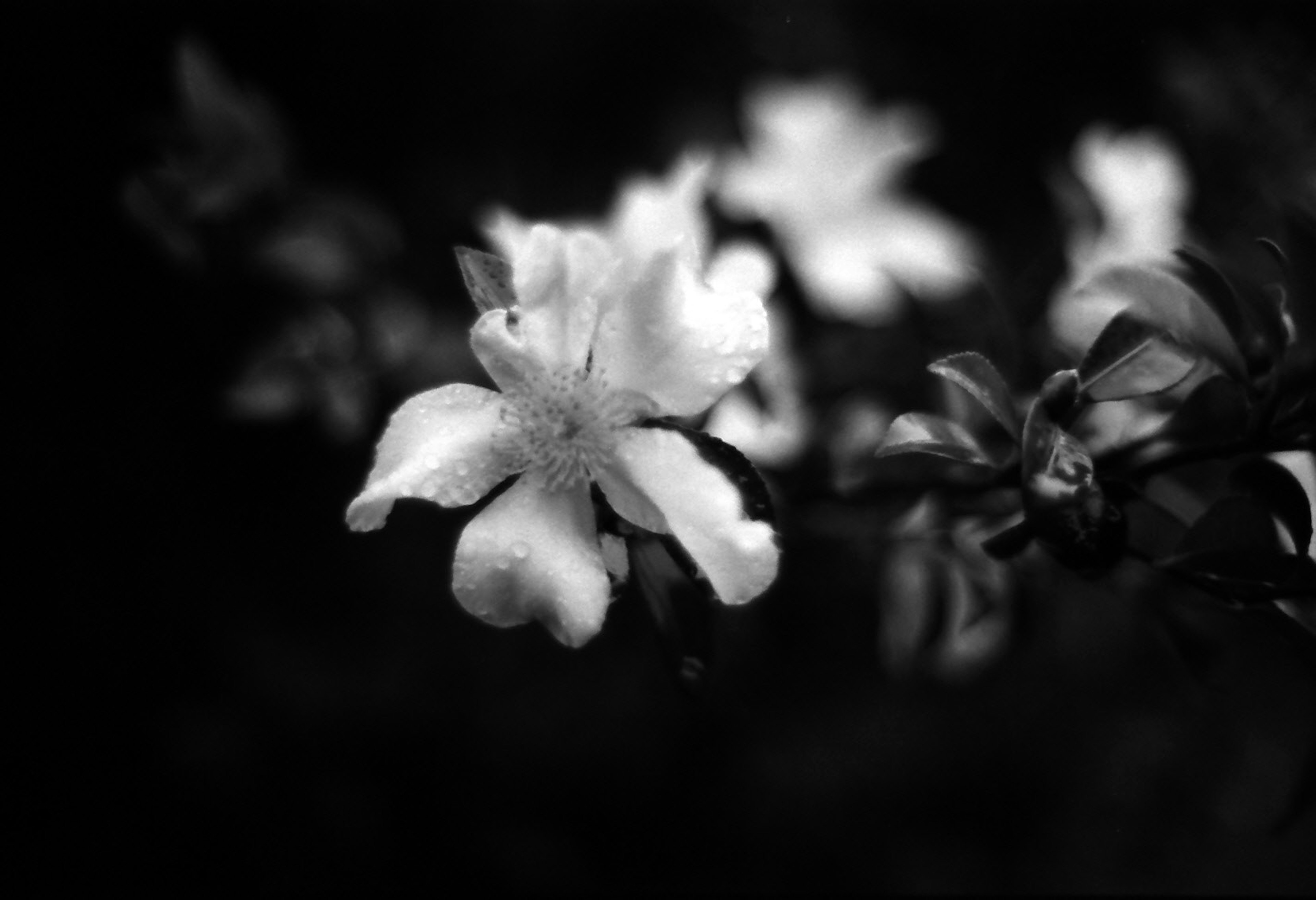 Black and white photograph featuring delicate white flowers against a dark background