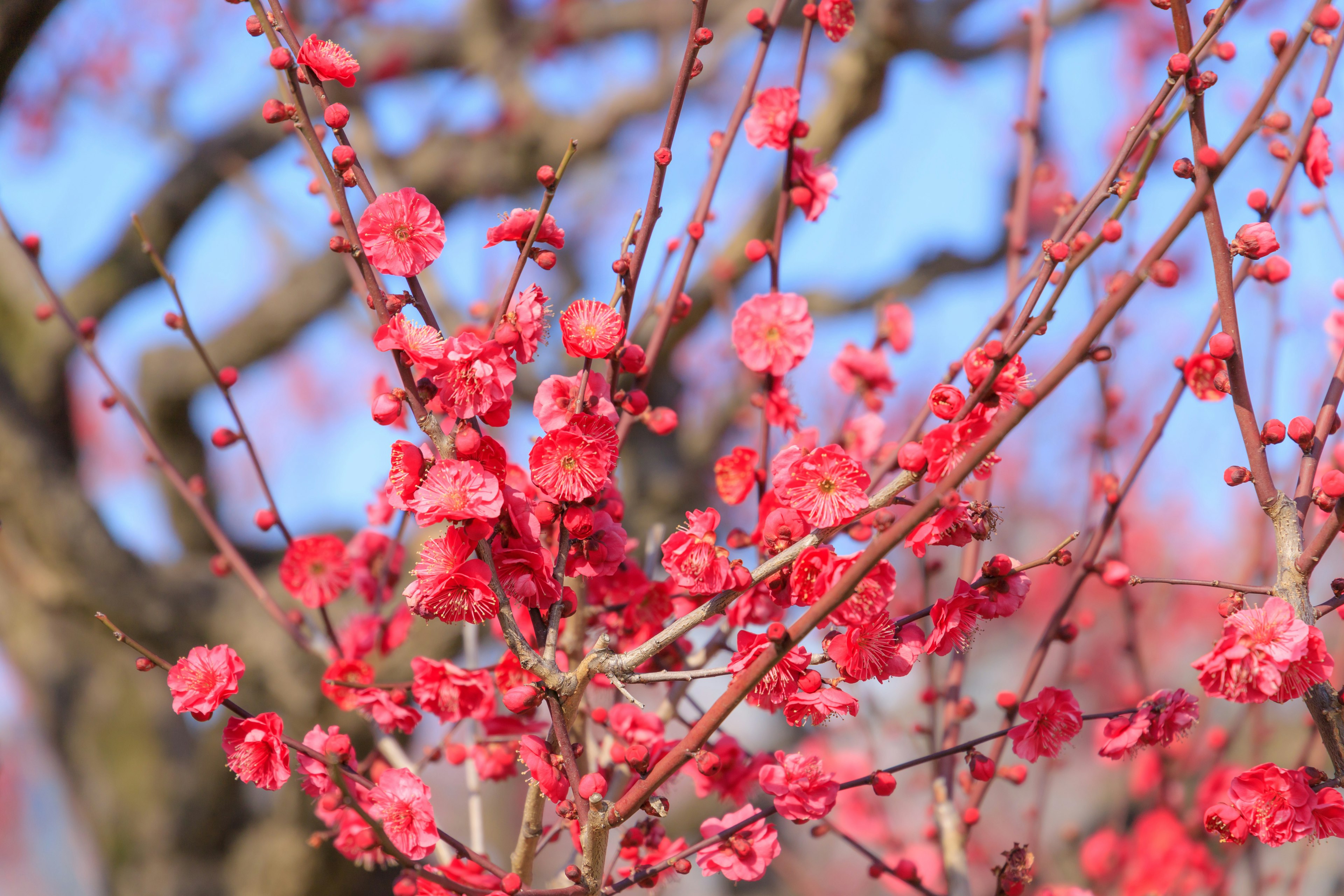 Blooming plum blossoms under a blue sky