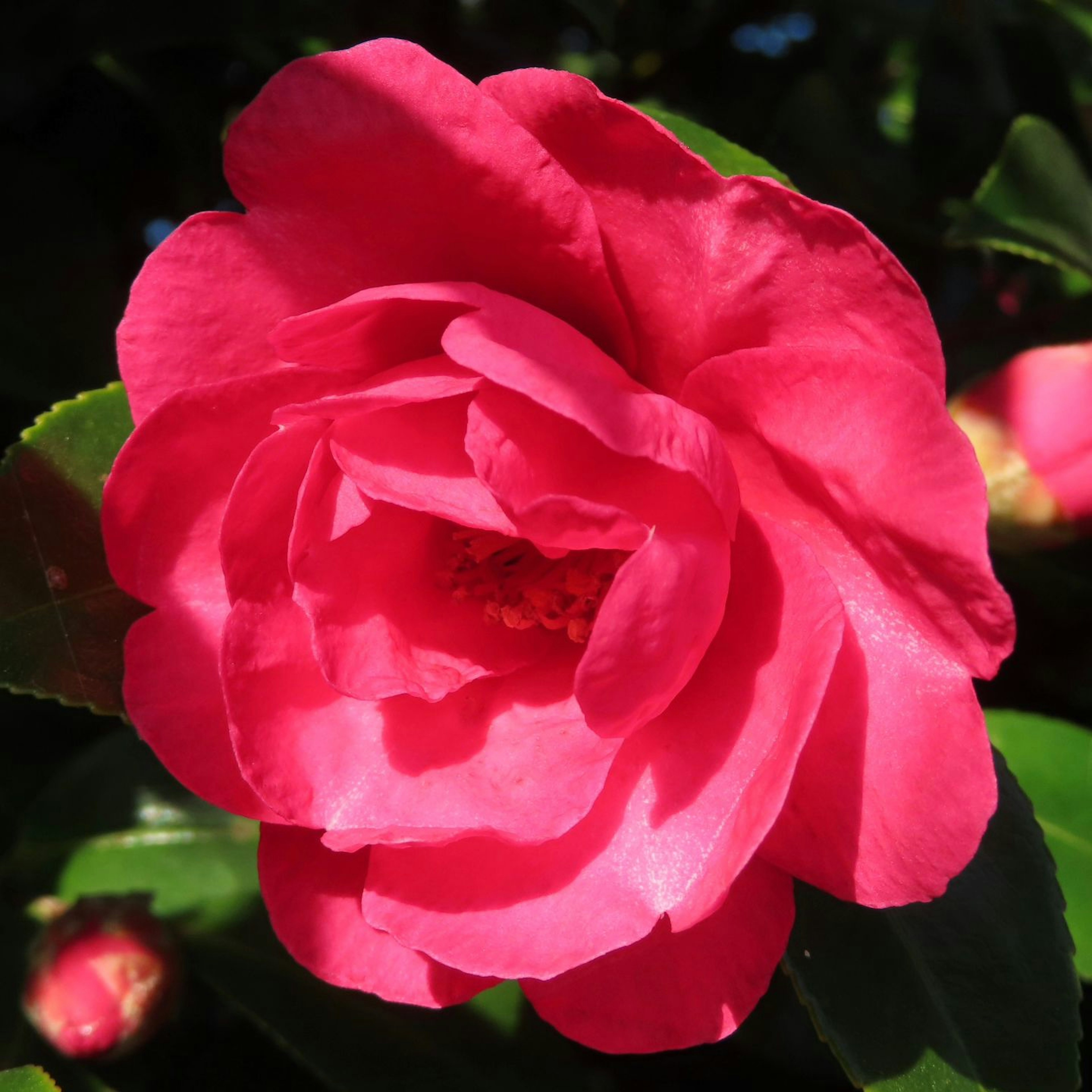 Vibrant pink camellia flower with lush green leaves