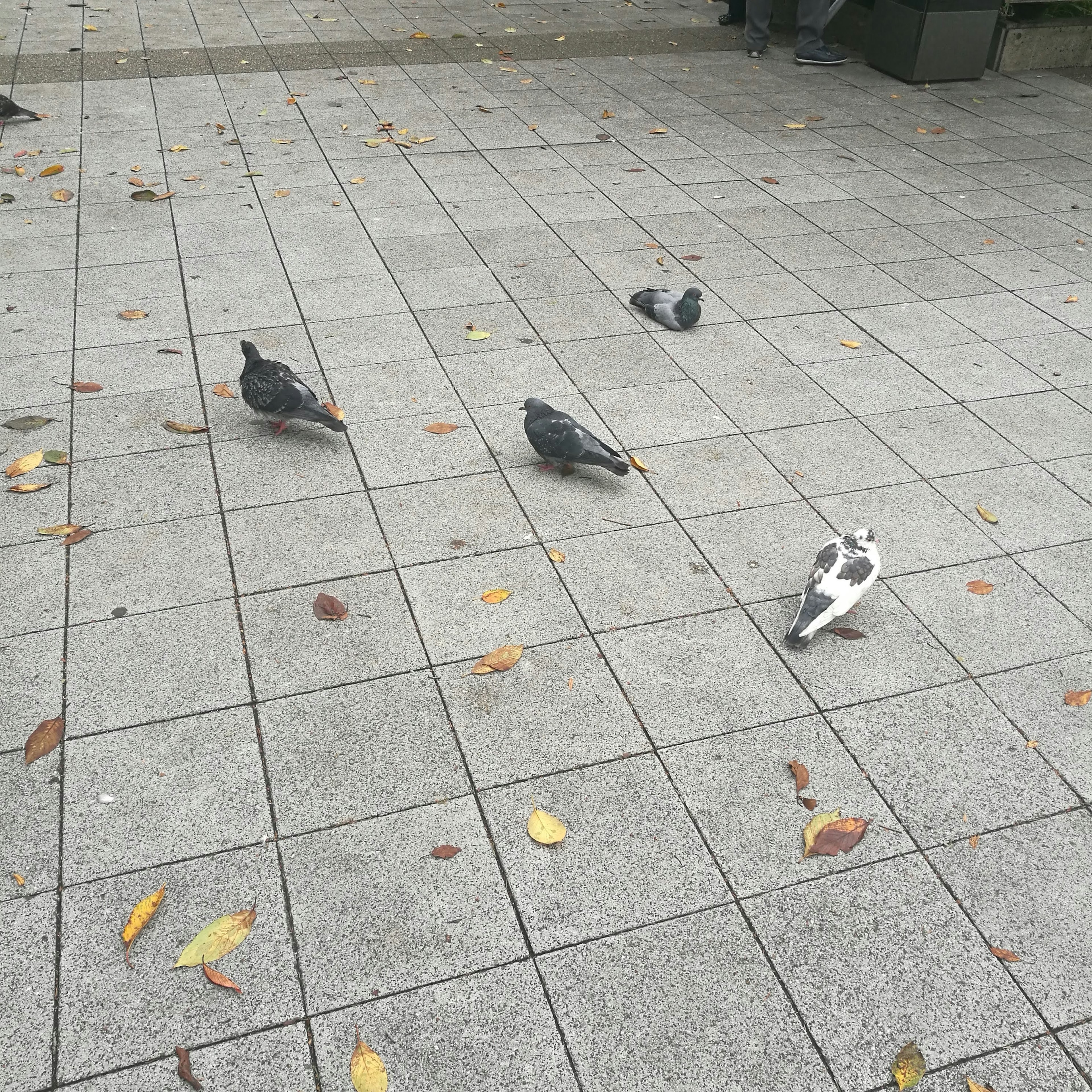 舗装された広場にいる数羽のハトたち