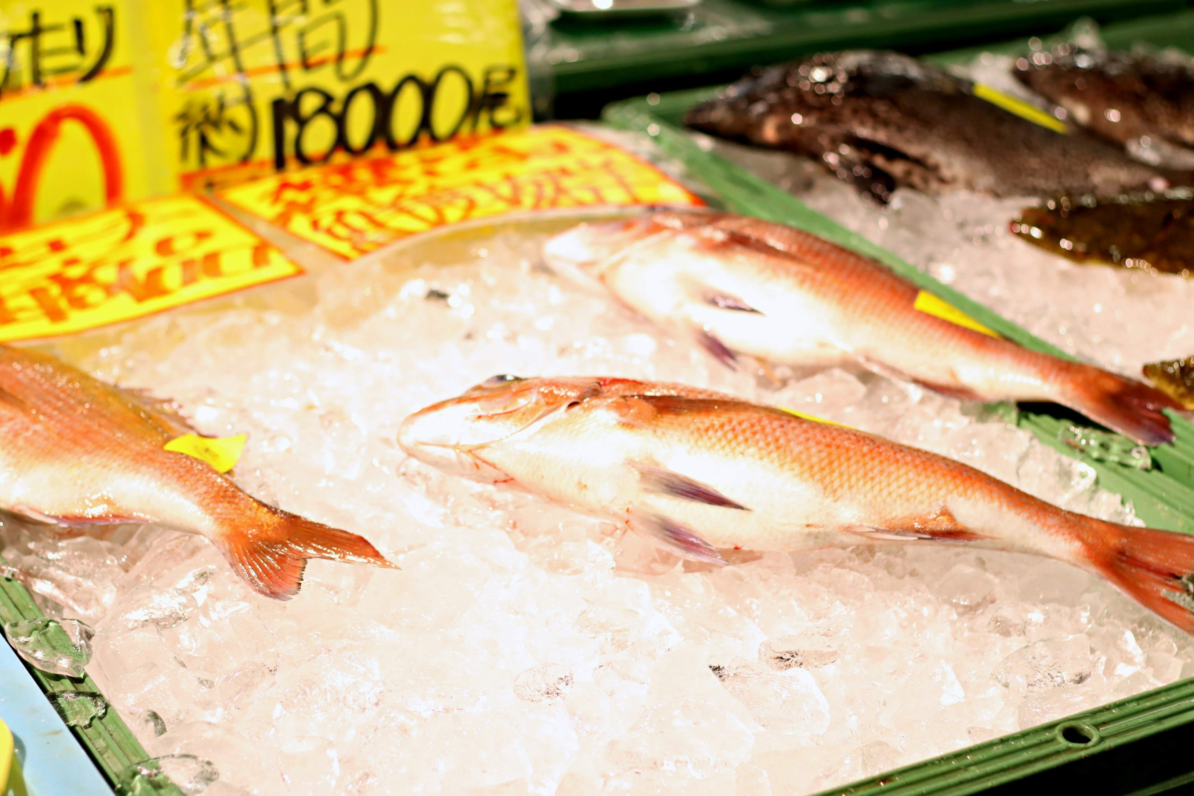 Fresh fish displayed on ice at a market with price tags